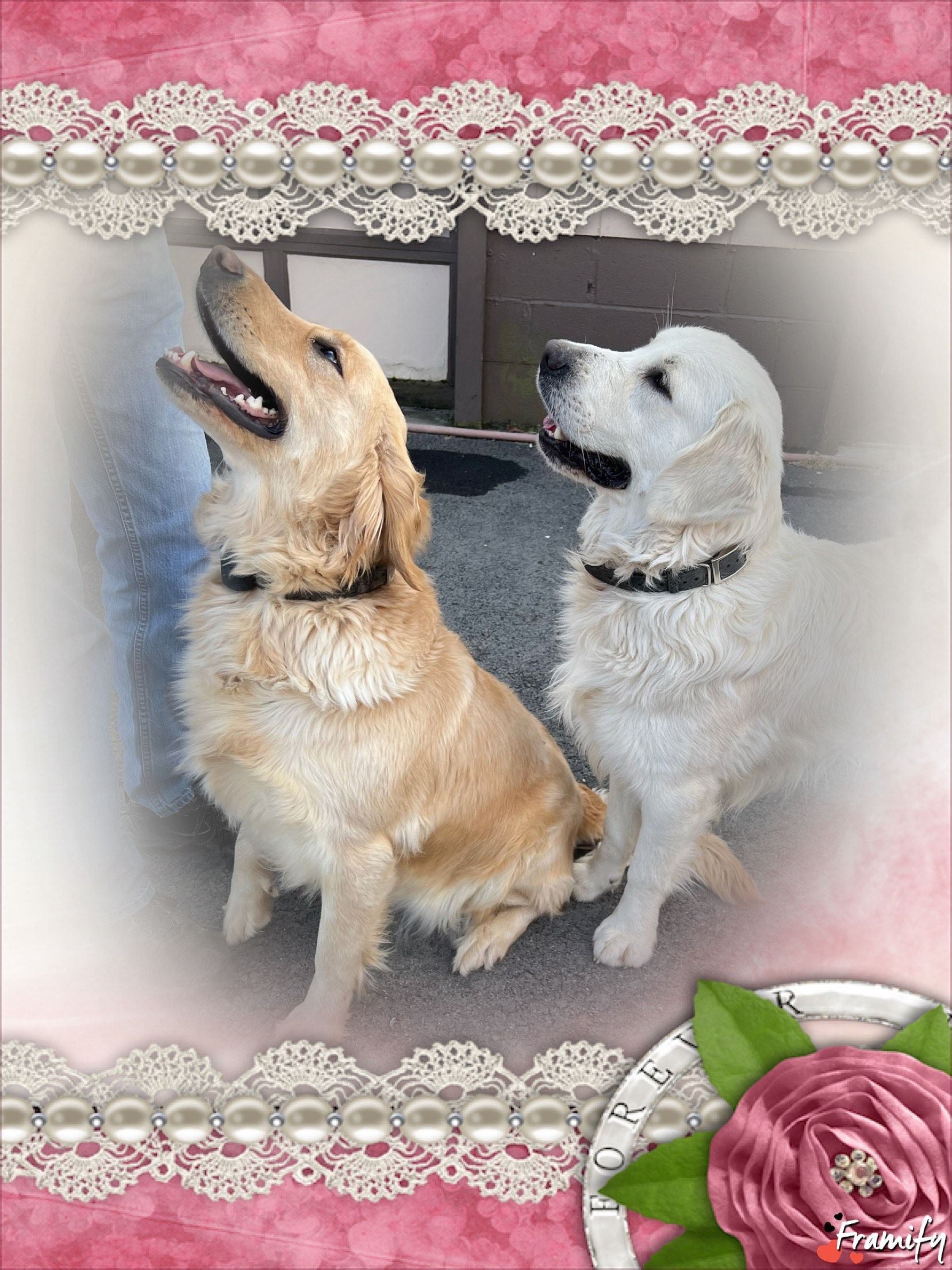 Two fluffy dogs sitting together in a lace-framed floral photo collage