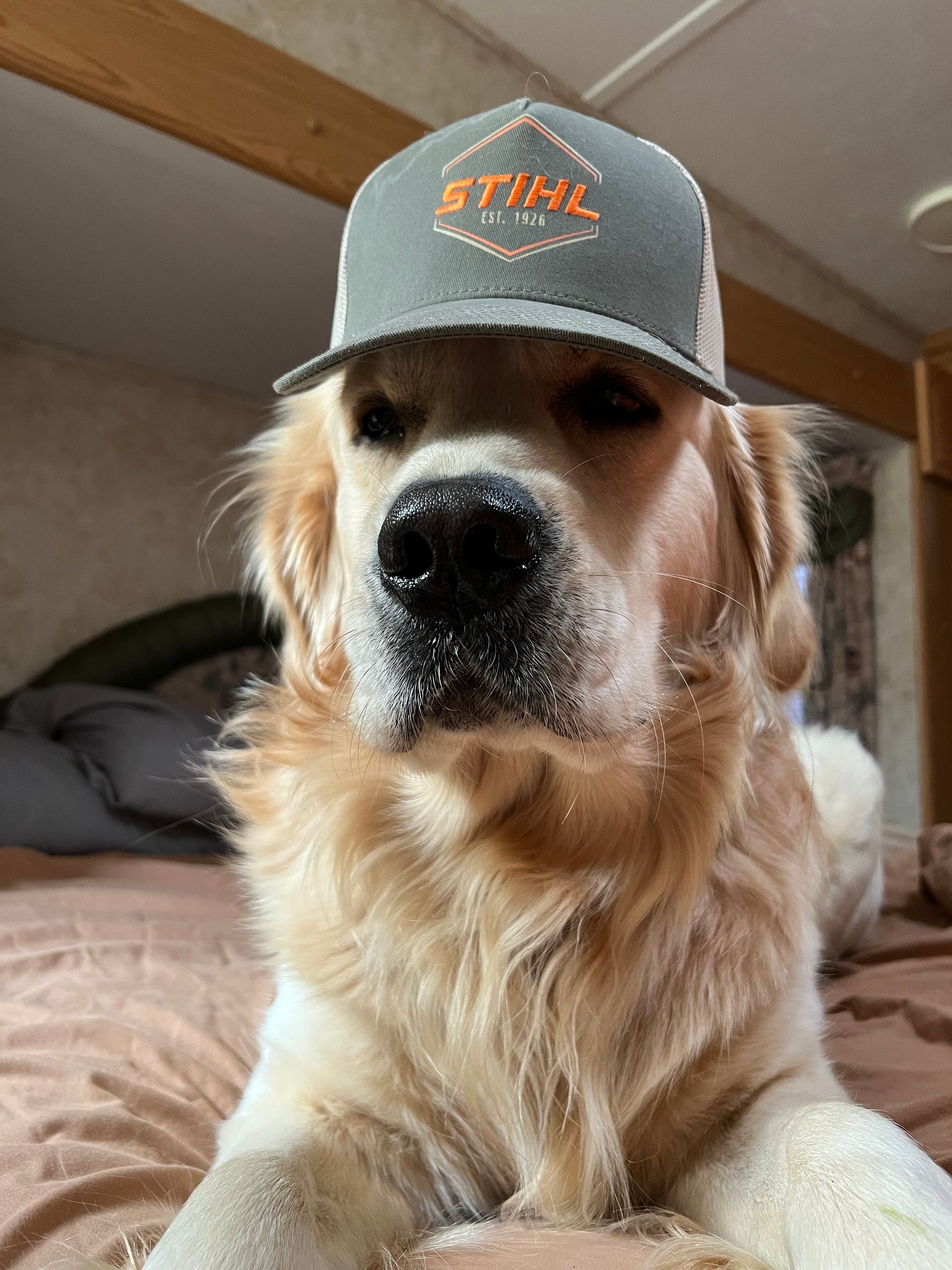 Golden retriever wearing a gray STIHL cap, sitting indoors and looking at the camera.