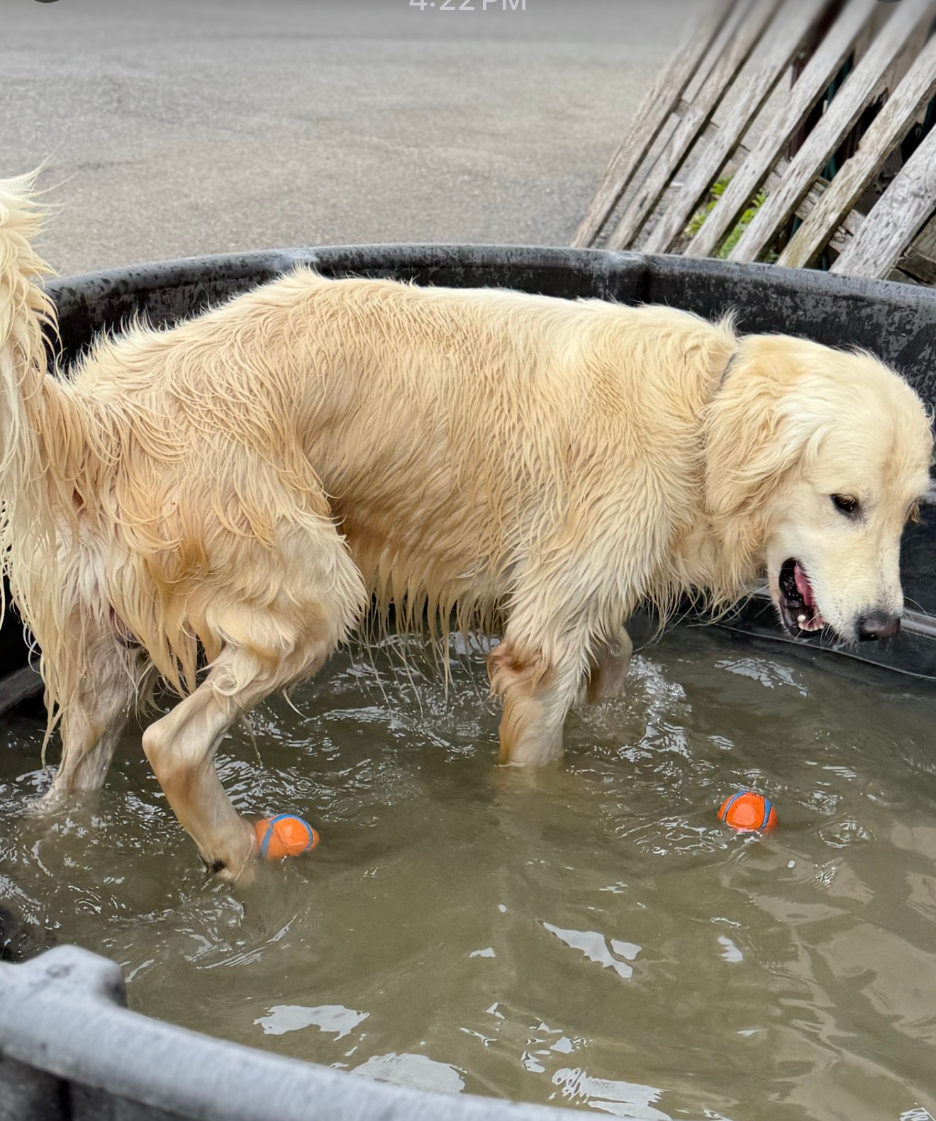 Golden retriever standing in a shallow water tub, wet and muddy, with orange balls floating nearby.
