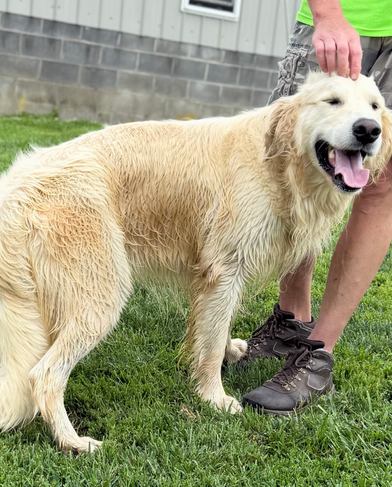 Wet cream-colored dog standing on grass beside a person in hiking boots, panting and leashed