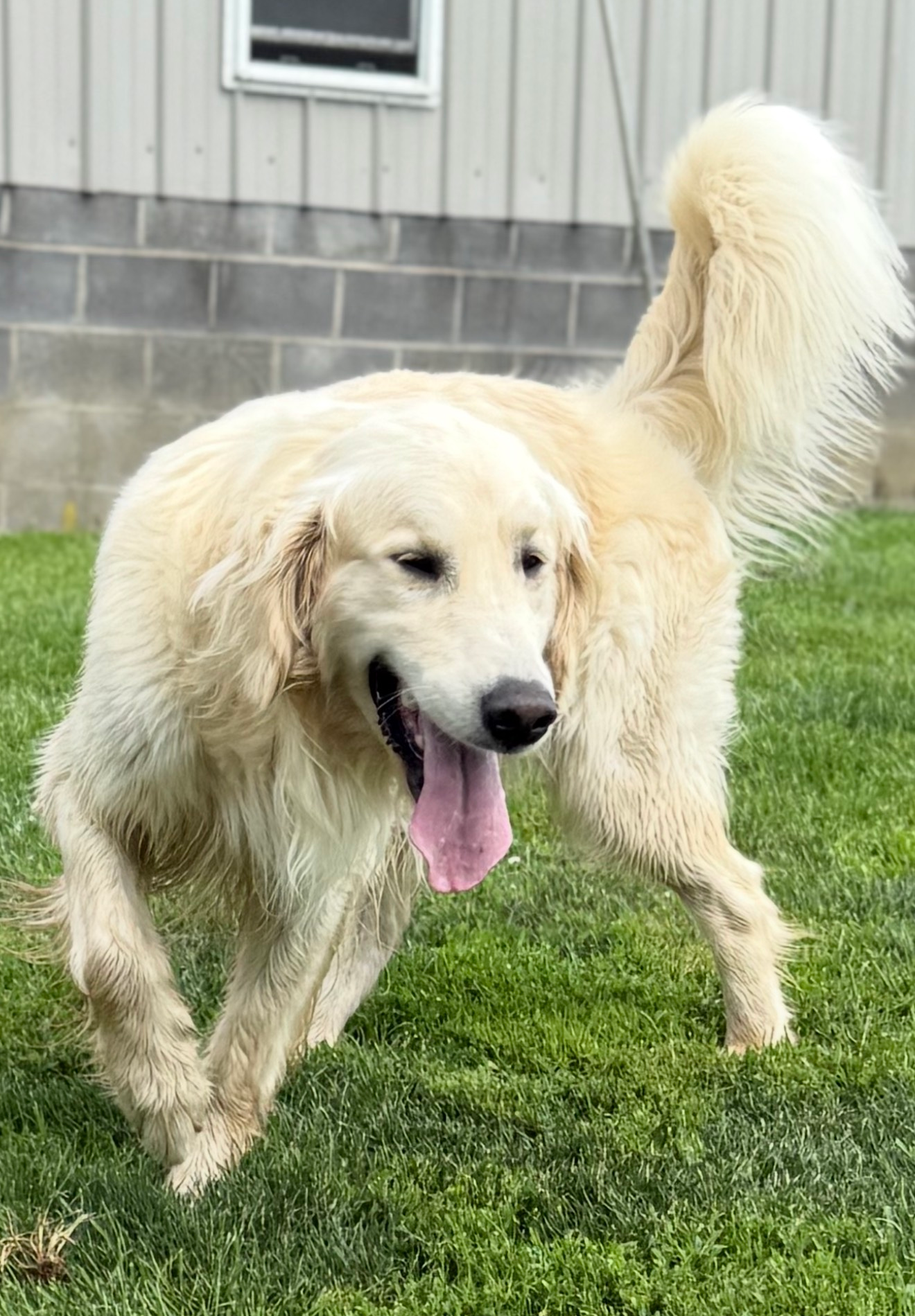 Cream-colored golden retriever walking on grass with tongue out, in front of a house.