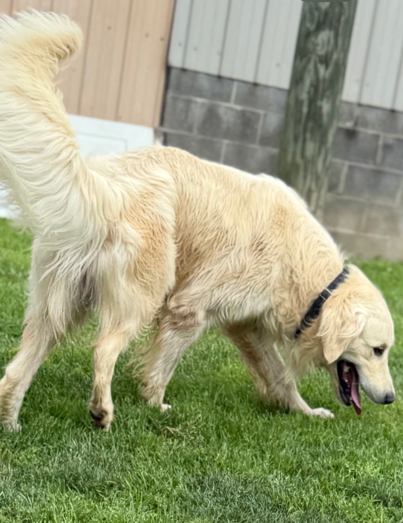 Golden retriever sniffing grass in a yard, tail raised, with a fence in the background
