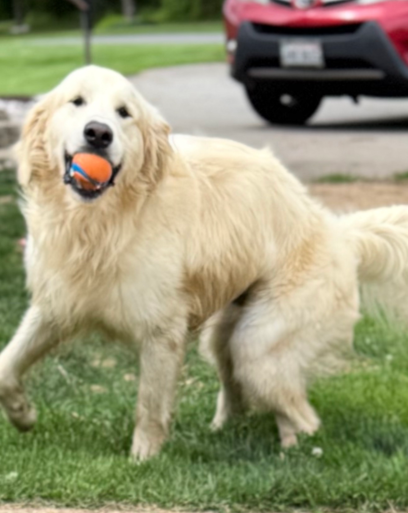 Golden retriever holding a ball in its mouth on a grassy yard, with a red car in the background