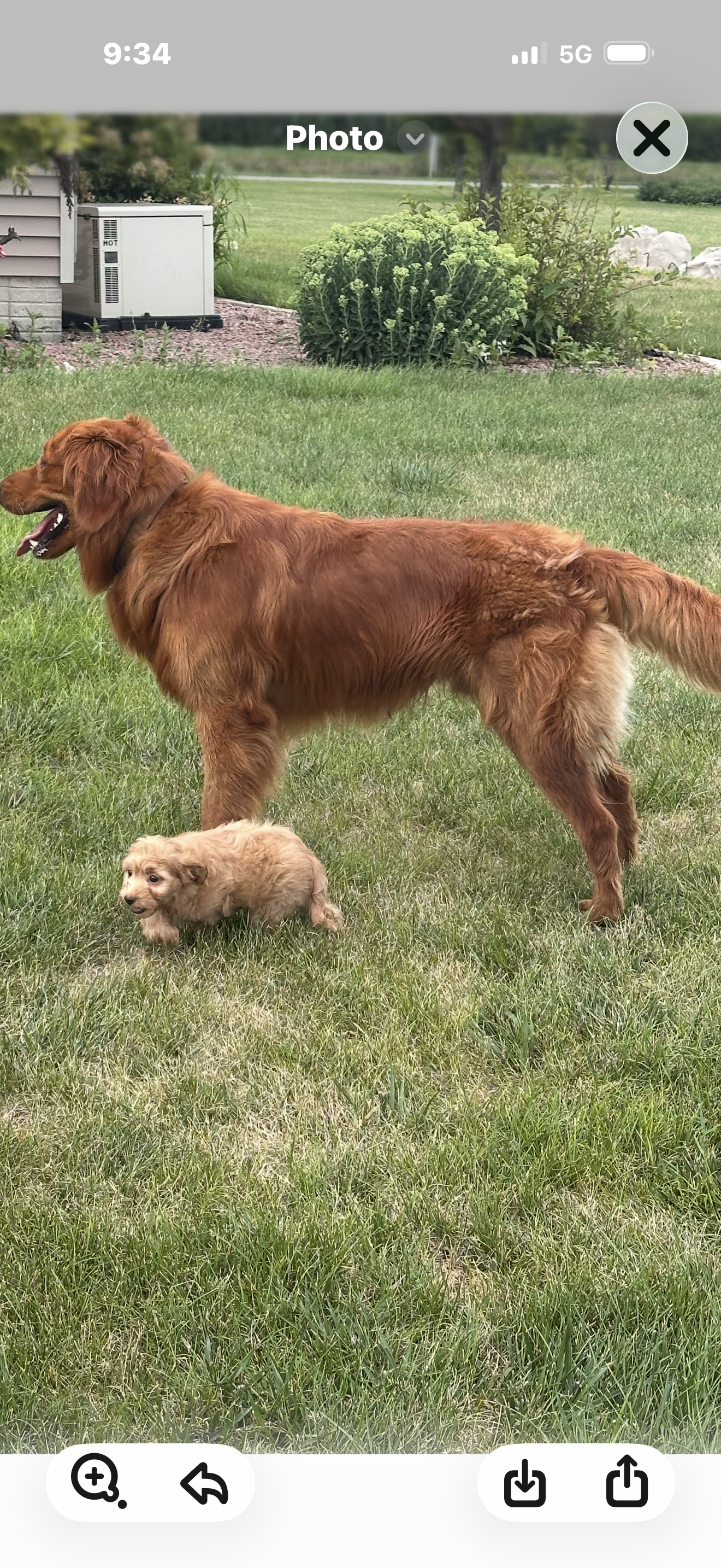 Three dogs are standing next to each other in a fenced in area.