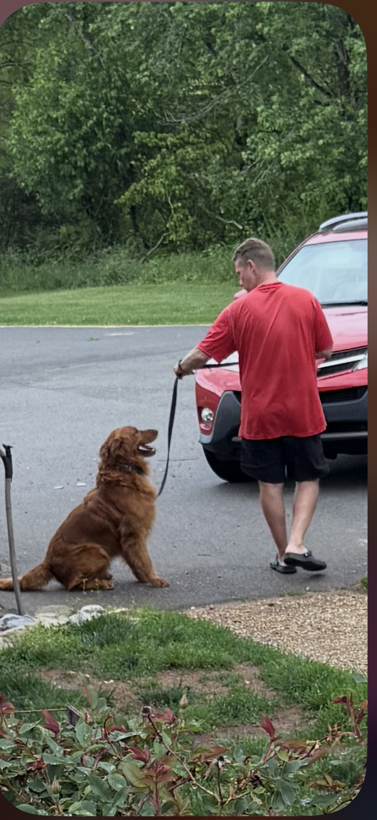 Three dogs are standing next to each other in a fenced in area.