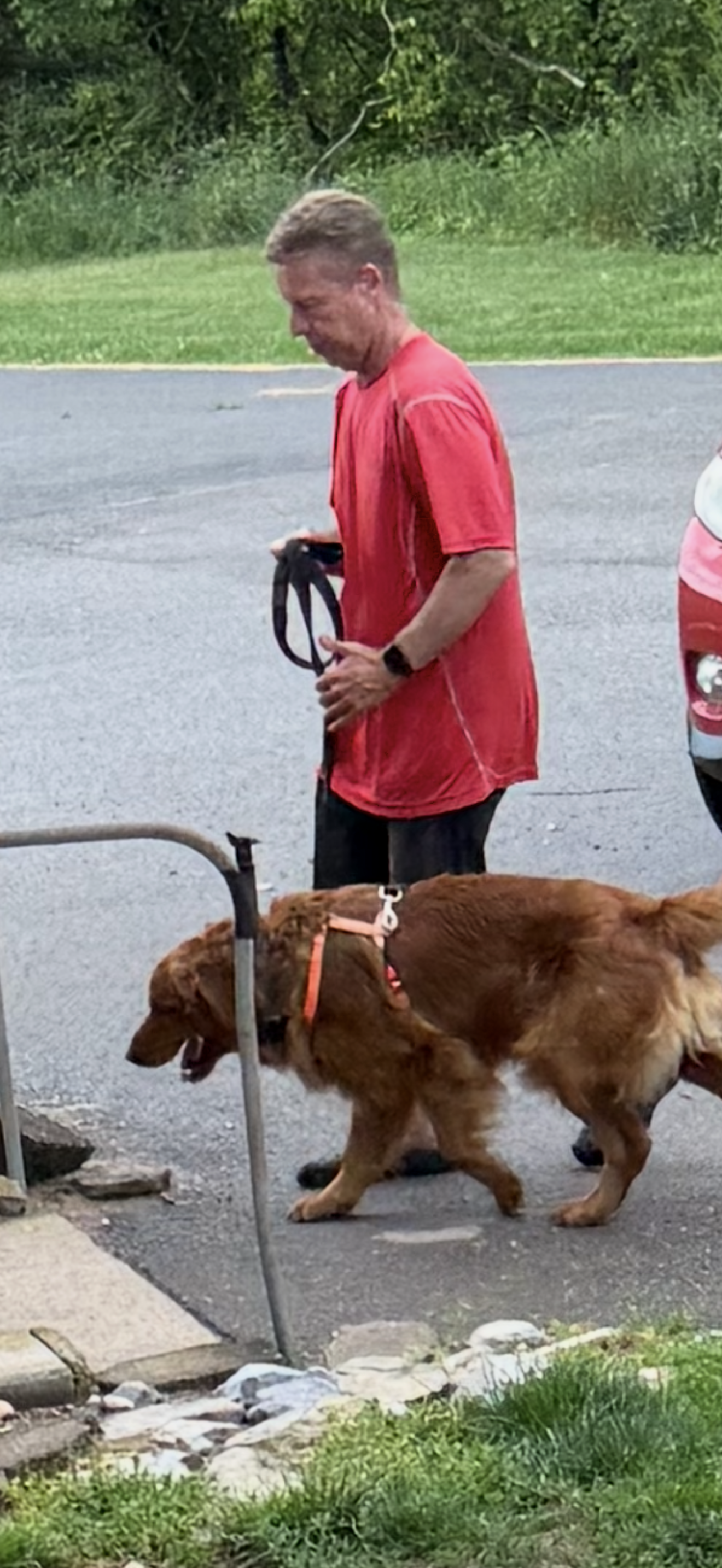 Three dogs are standing next to each other in a fenced in area.