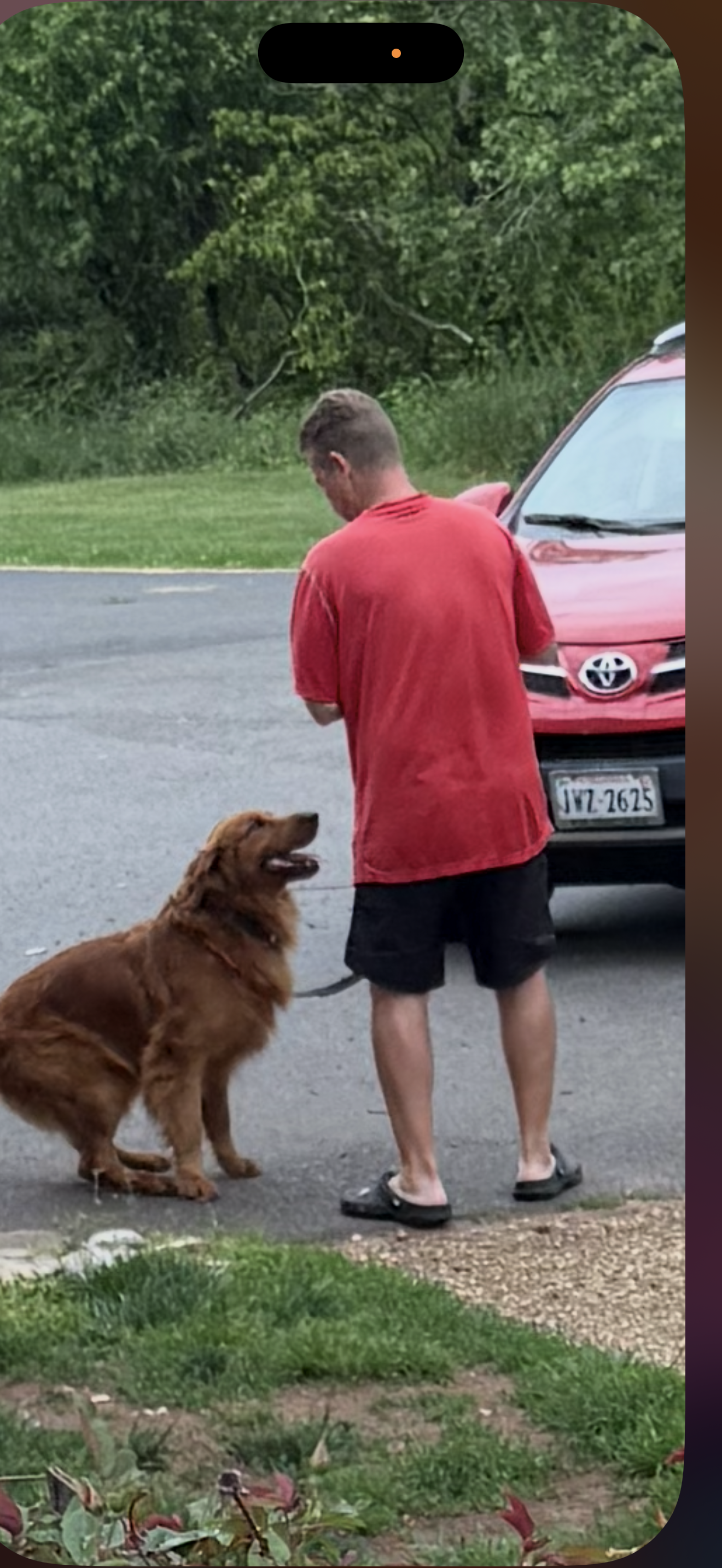 Three dogs are standing next to each other in a fenced in area.
