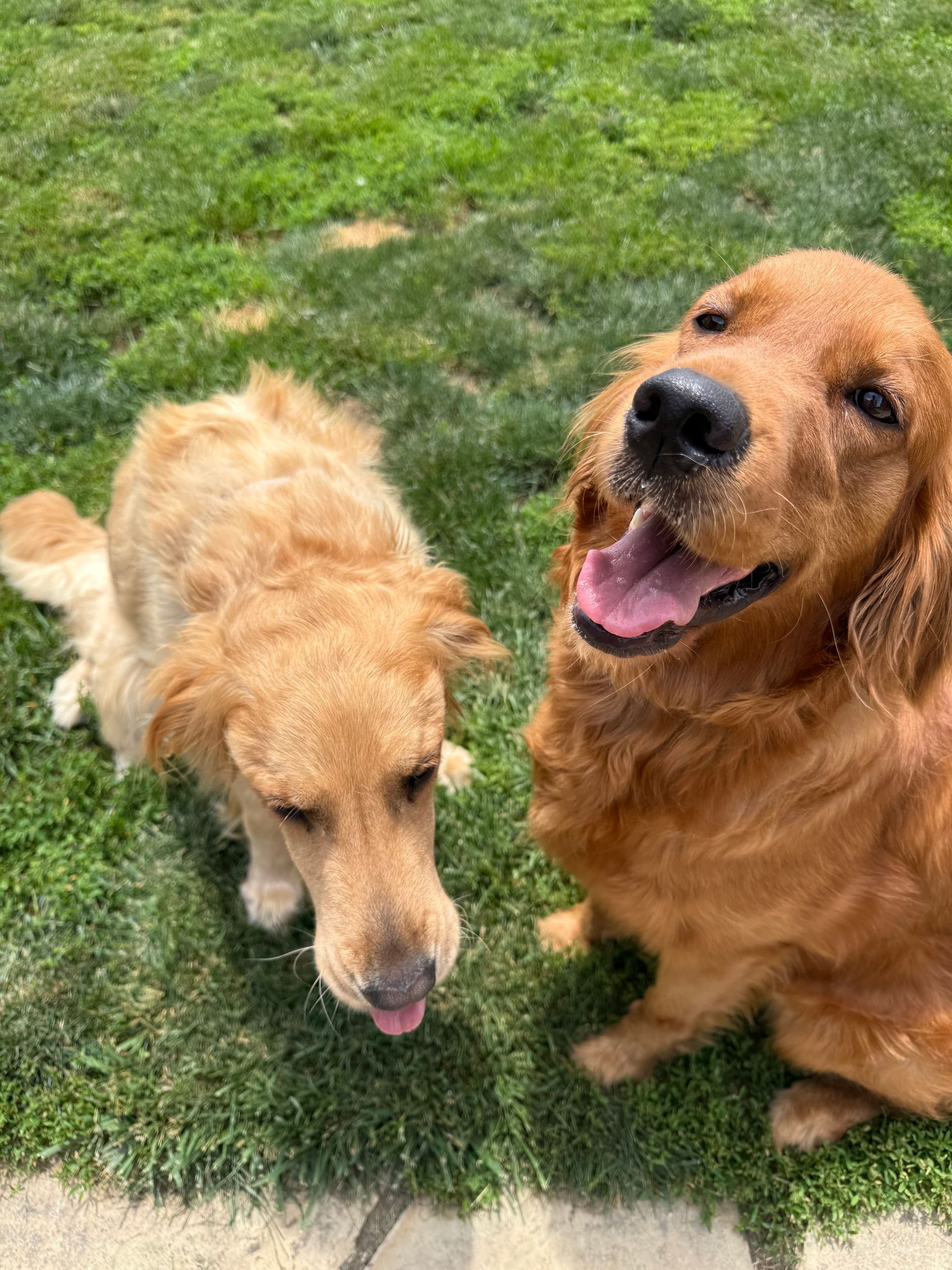 Three dogs are standing next to each other in a fenced in area.