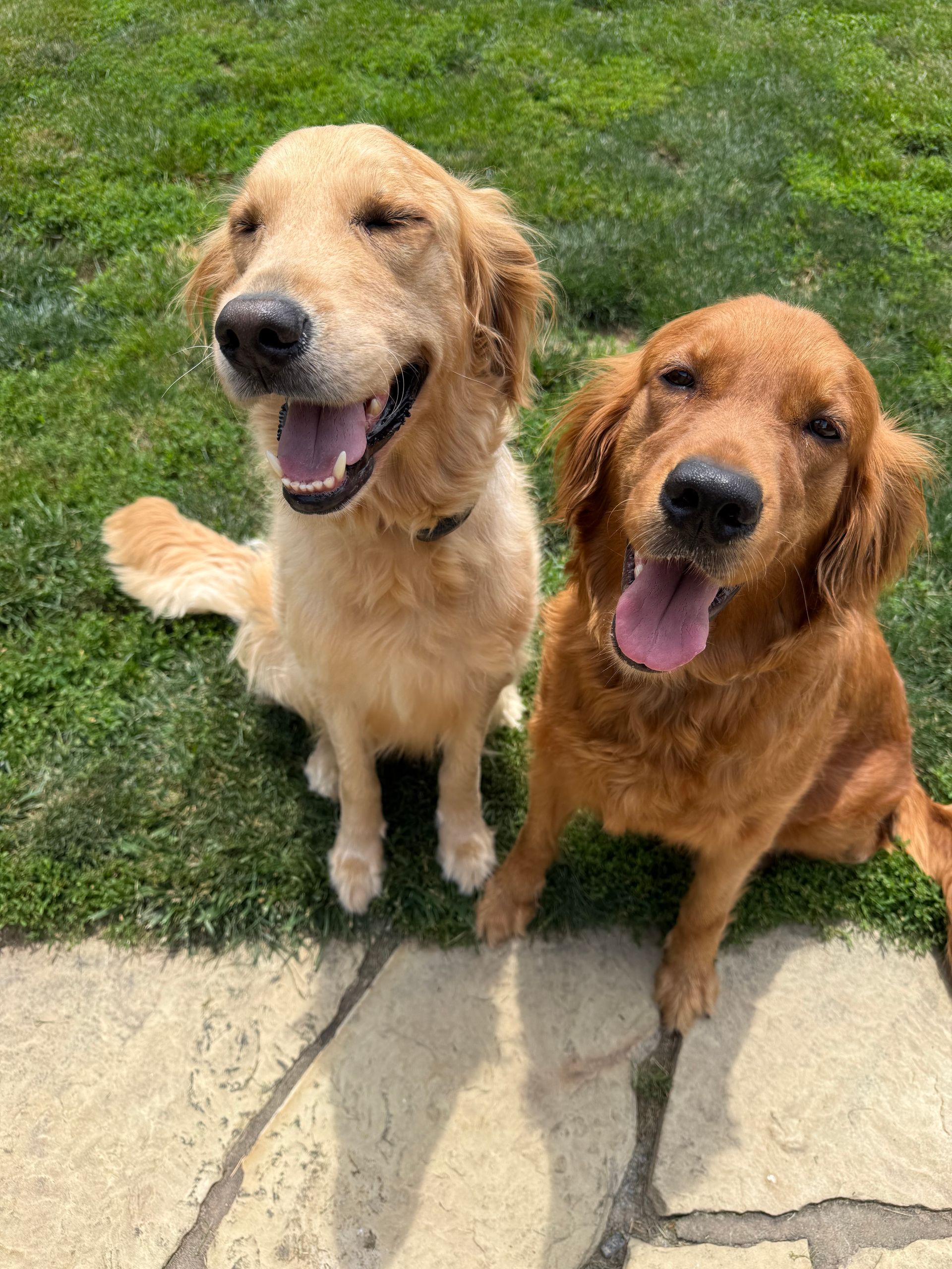 Three dogs are standing next to each other in a fenced in area.
