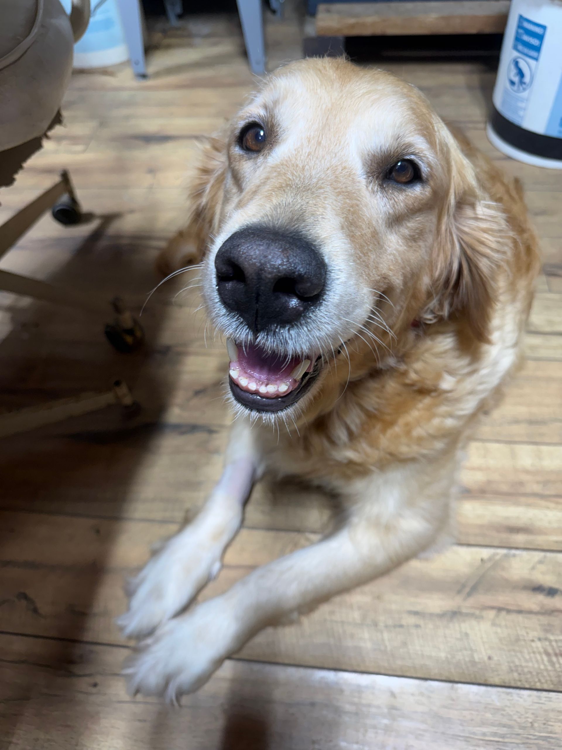 Golden retriever smiling on a wooden floor indoors, looking up at the camera.