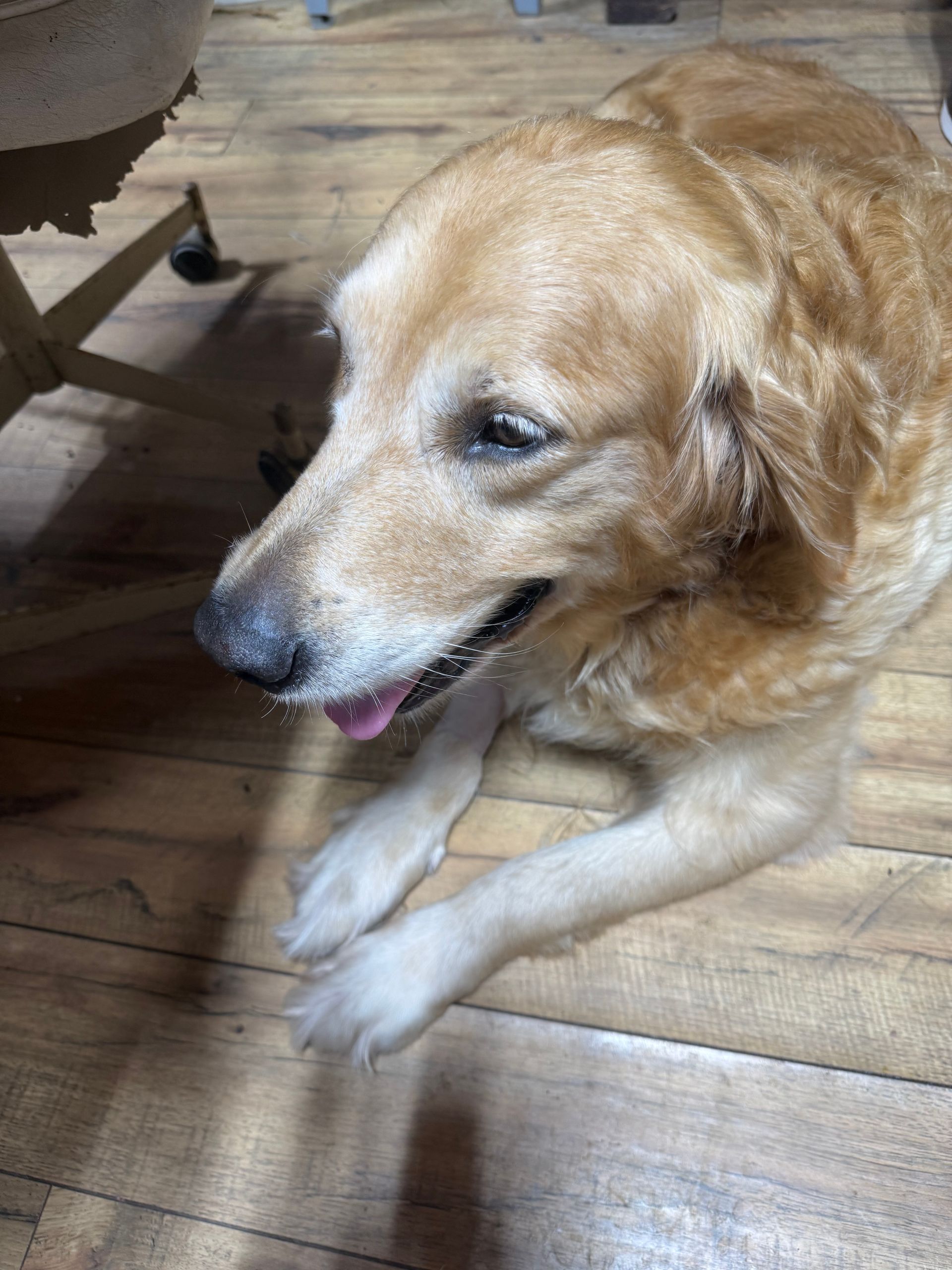 Golden retriever lying on a wooden floor, panting with paws crossed.