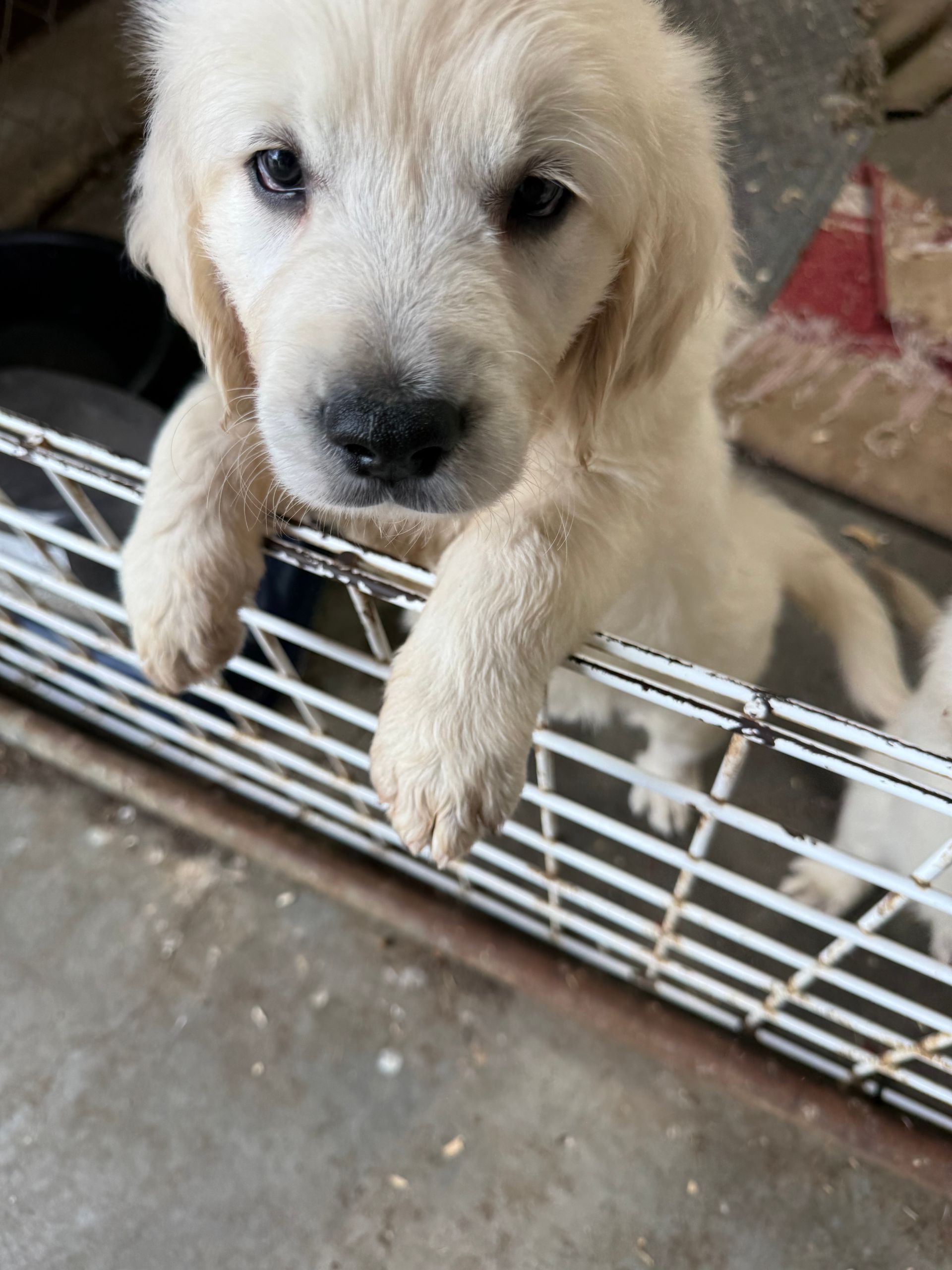 Cream-colored puppy leaning over a white metal crate, looking up with paws on the bars.