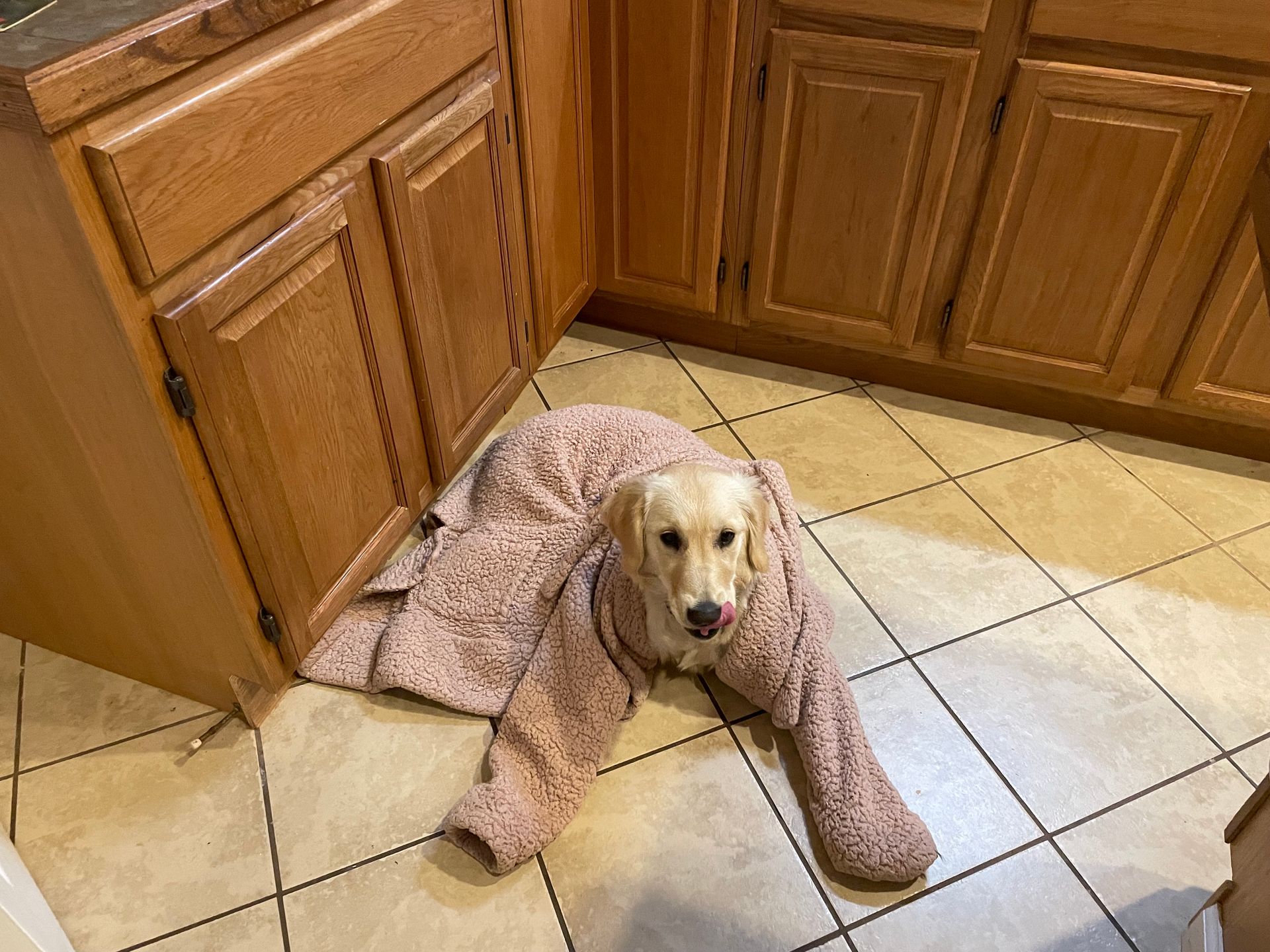 Dog lying on a kitchen tile floor beside wooden cabinets, wrapped in a pink blanket.