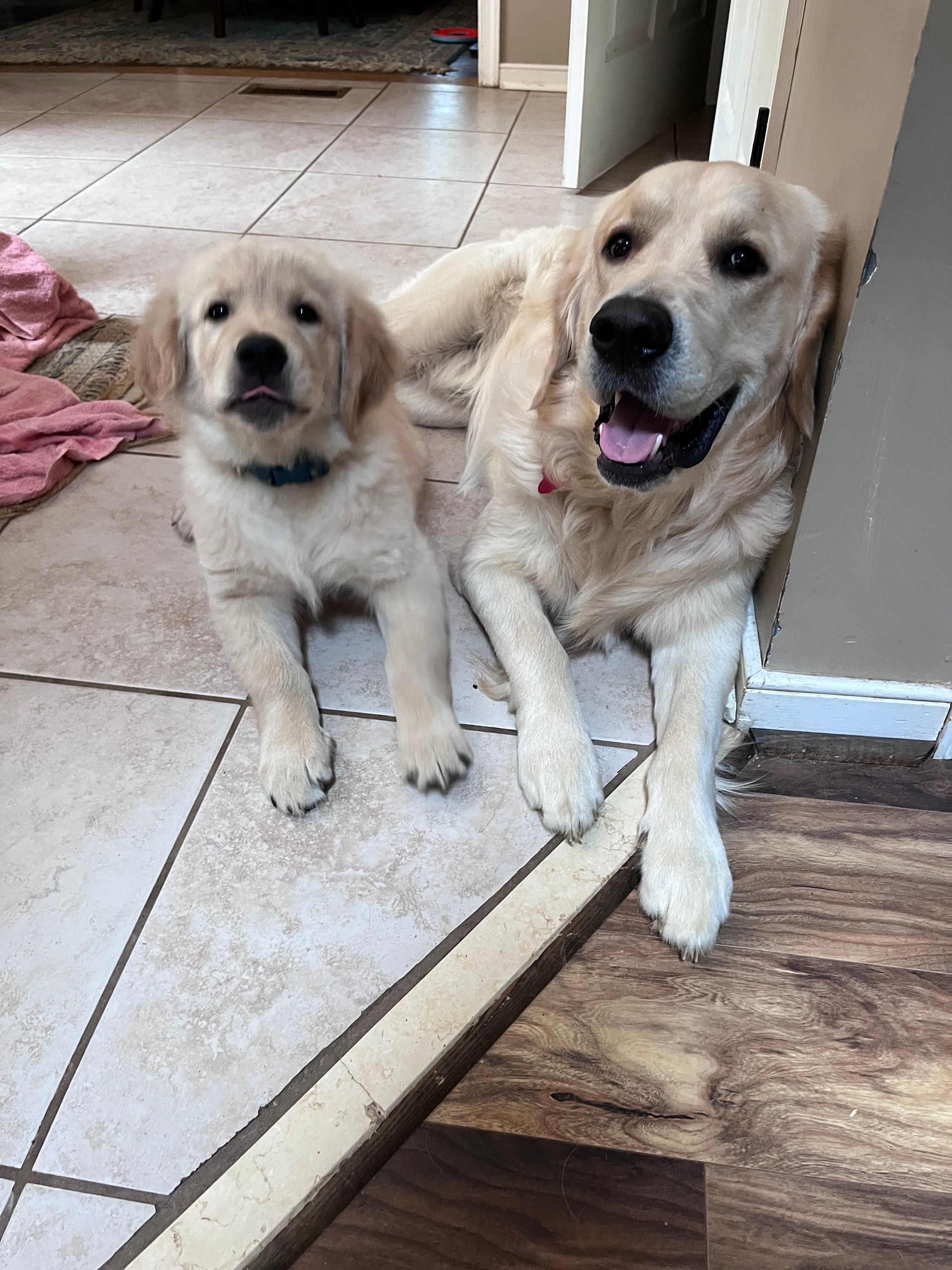 Two golden dogs sitting at a doorway on a tiled floor, one panting with tongue out