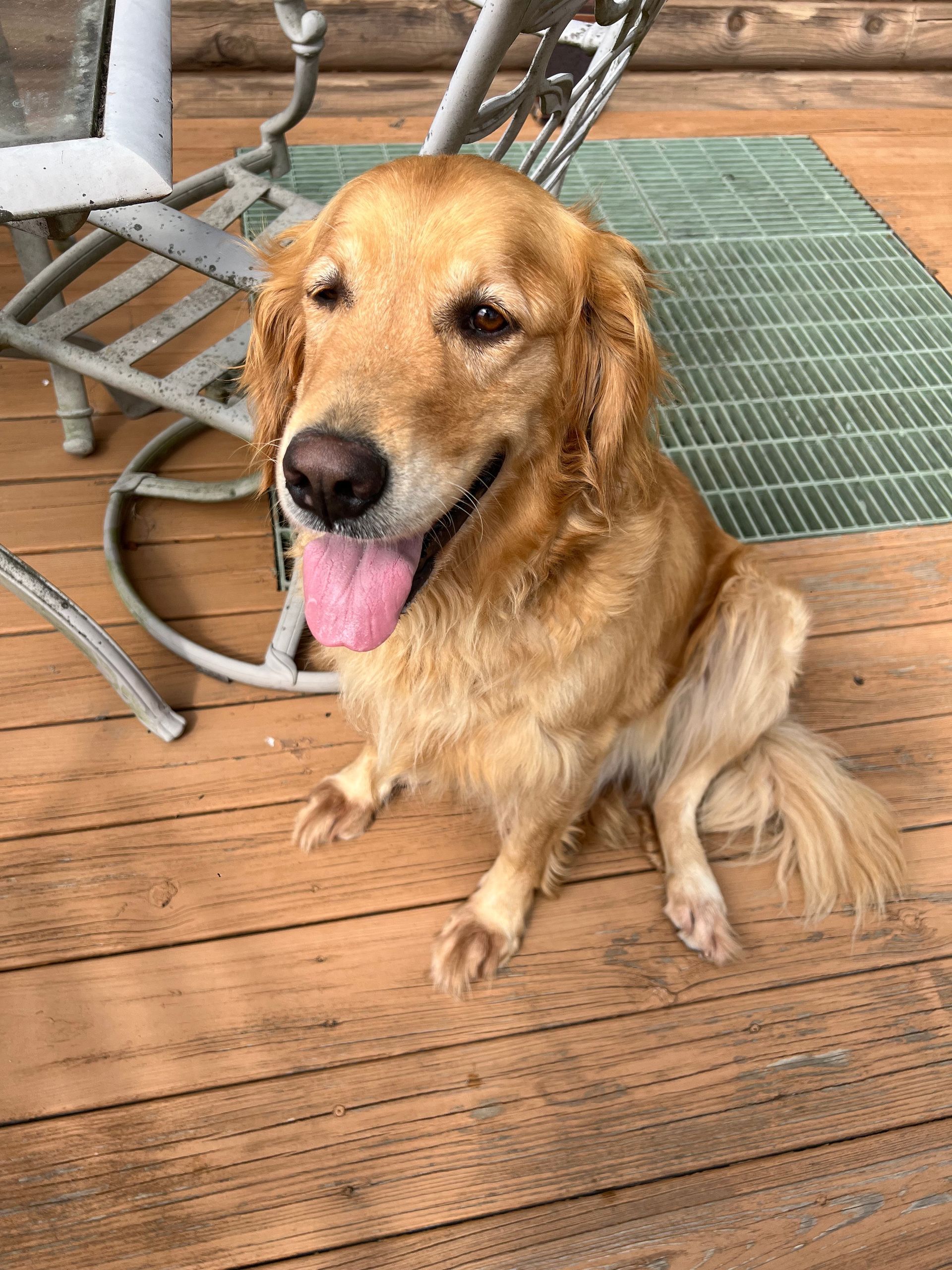 A dog is sitting on a wooden deck with its tongue hanging out.