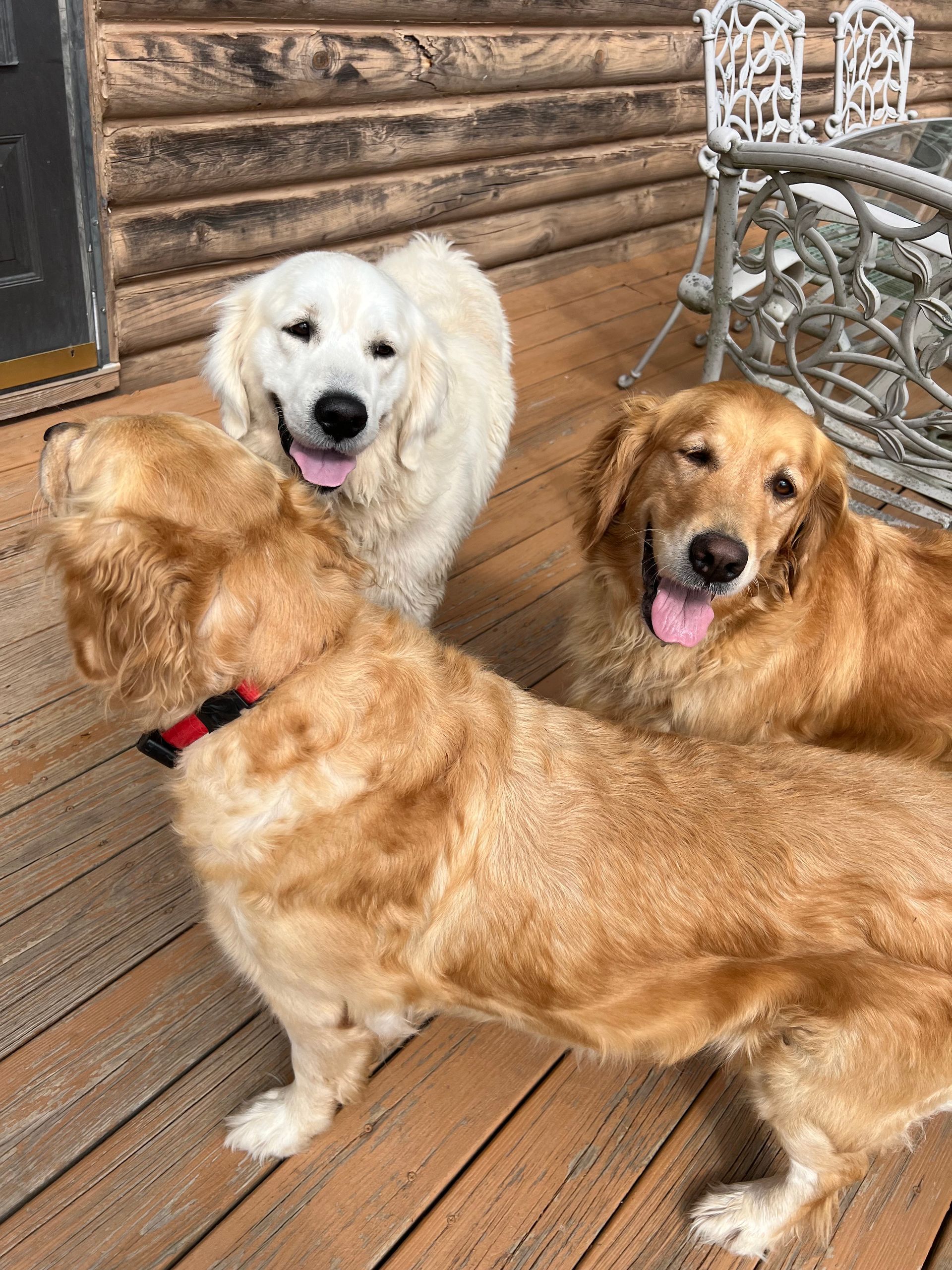 Three dogs are standing on a wooden deck.