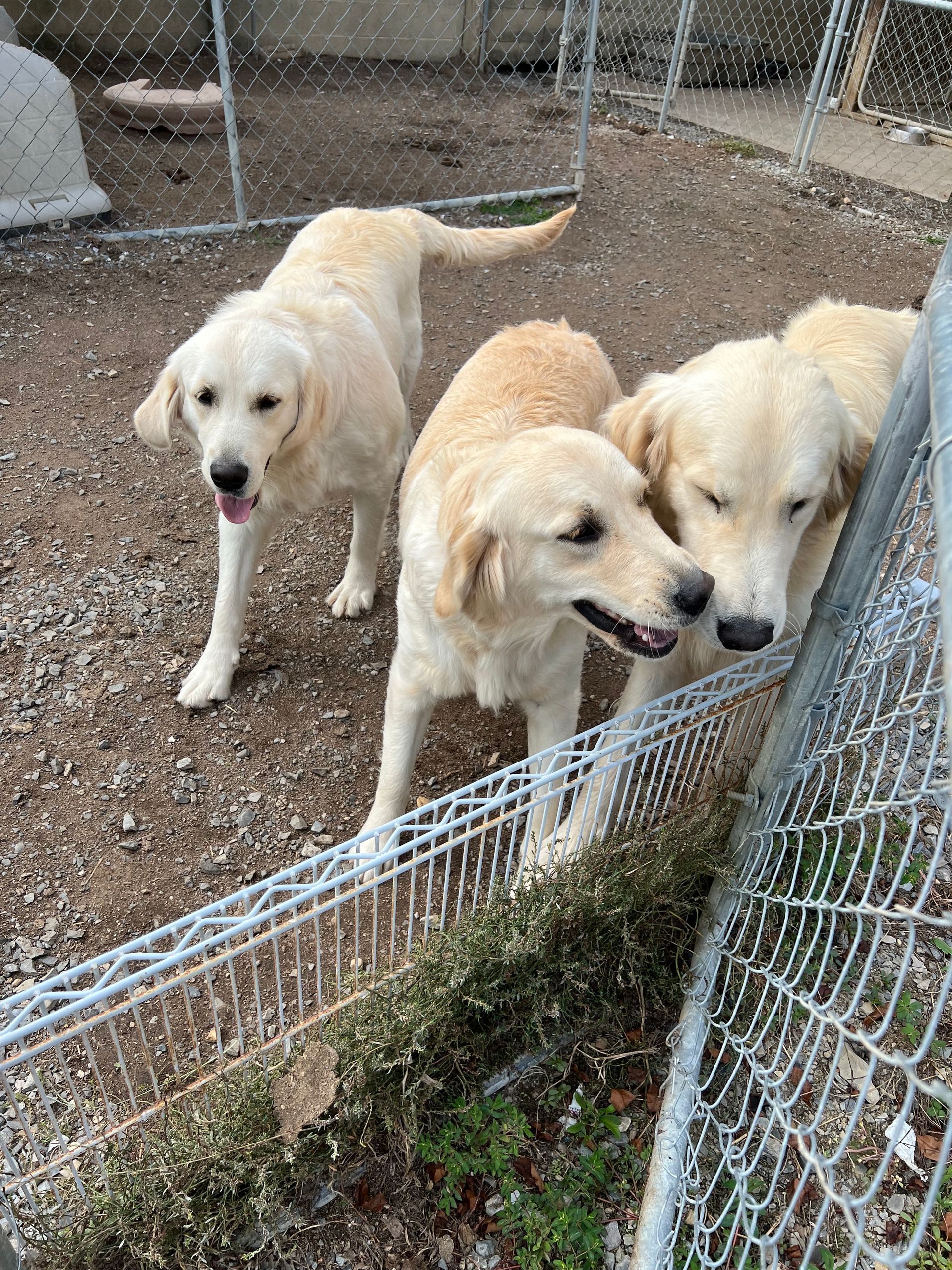 Three dogs are standing next to each other in a fenced in area.