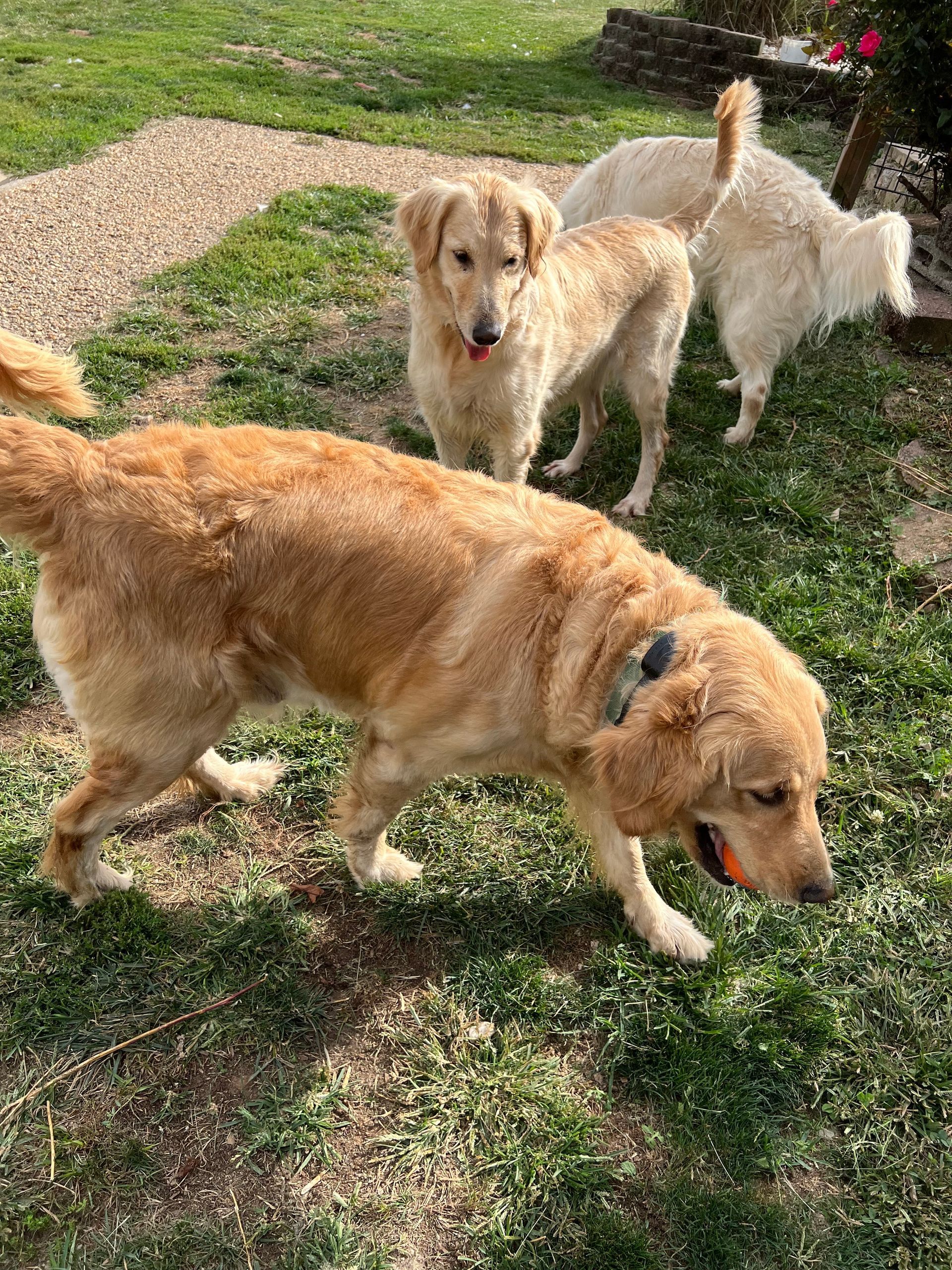 Three golden retrievers sniffing grass in a sunny yard