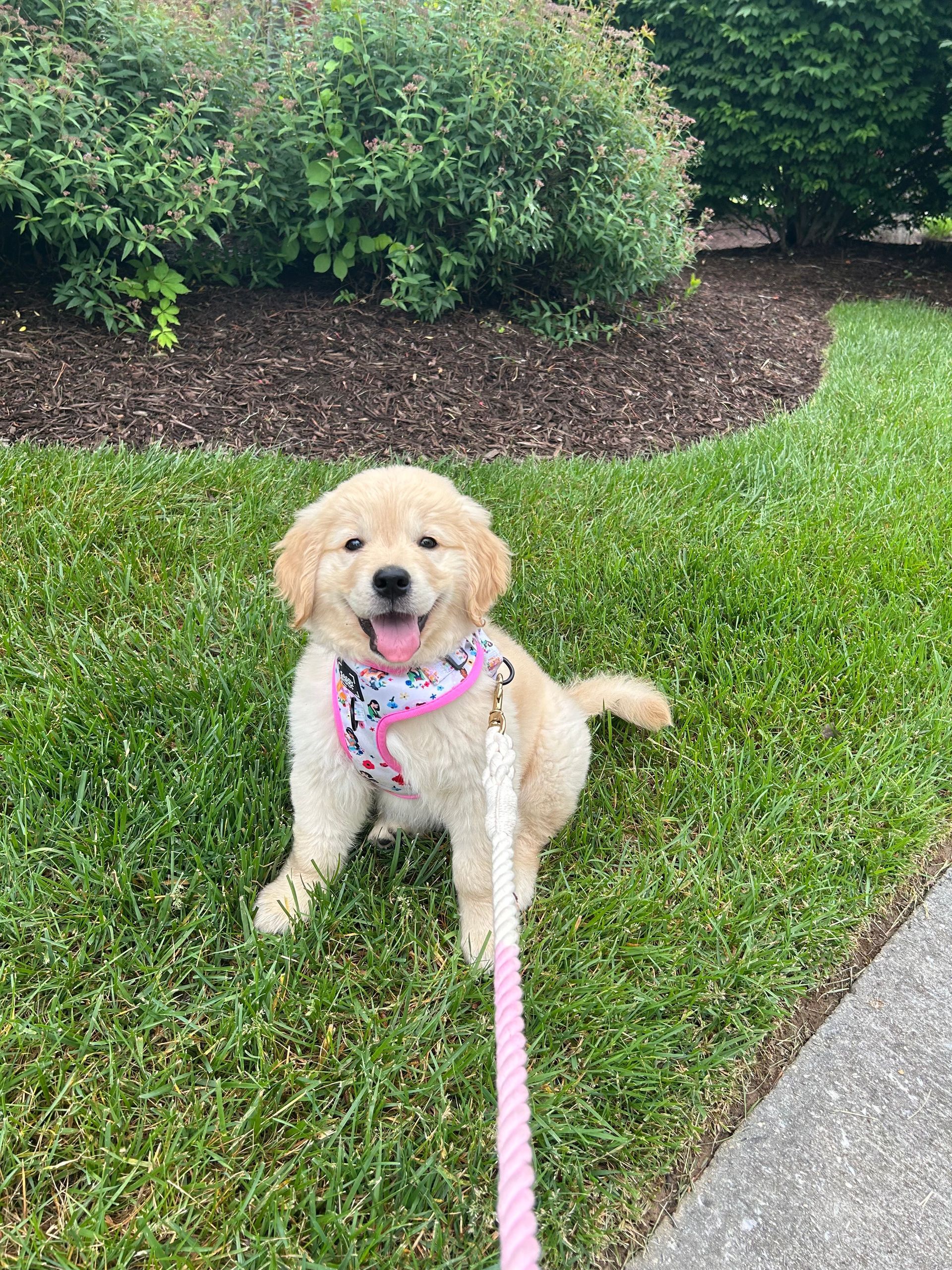 Small cream-colored dog sitting on grass, wearing a pink harness and leash, near bushes and a sidewalk.