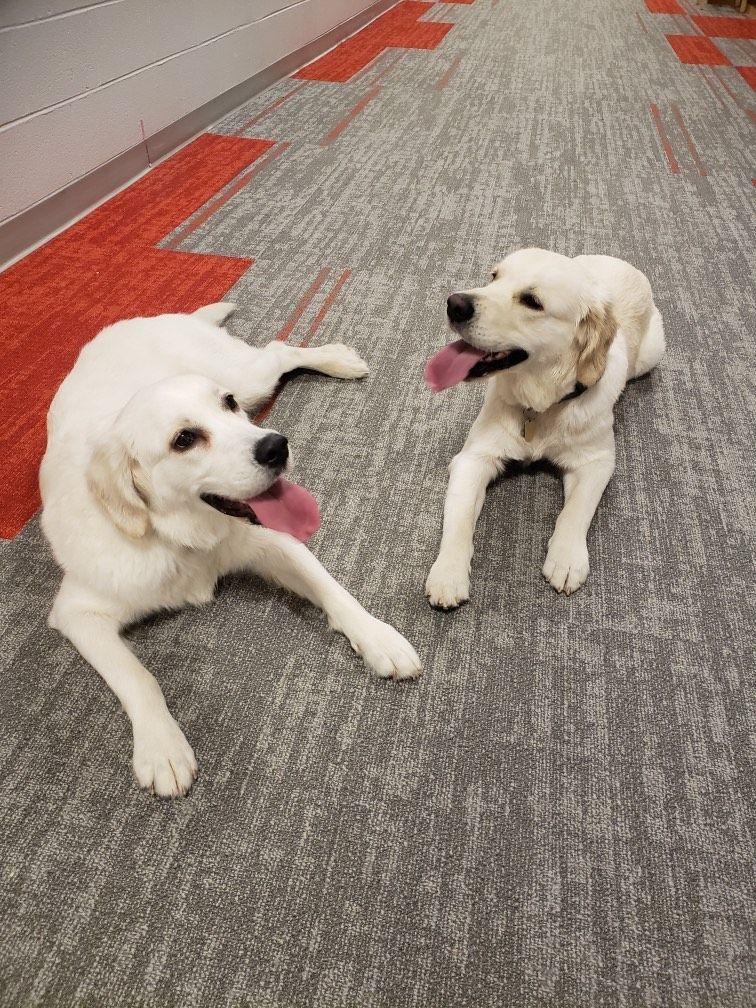 Two white dogs lying on a gray carpet, panting and facing each other.