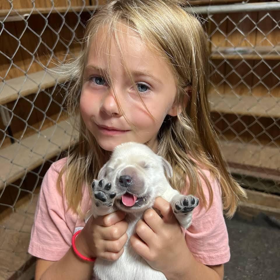 A little girl in a pink shirt is holding a white puppy