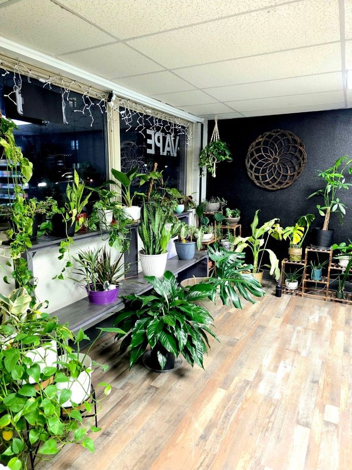Indoor shop interior with many potted green plants on shelves and the floor against a black wall and a large window.