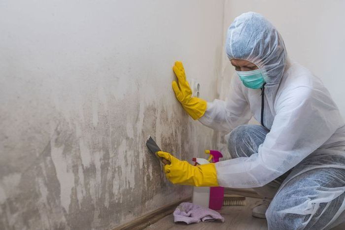 MOLD REMEDIATION