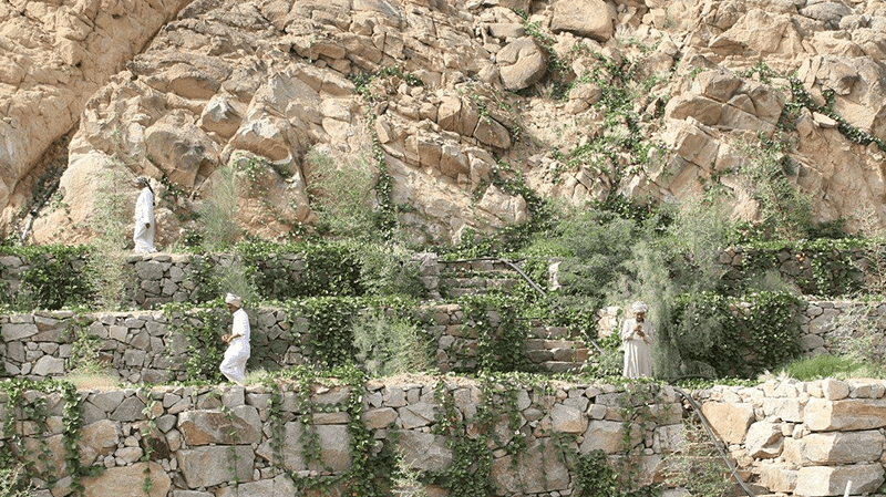 Community members checking the permaculture terraces at the Albaydha Demonstration Site