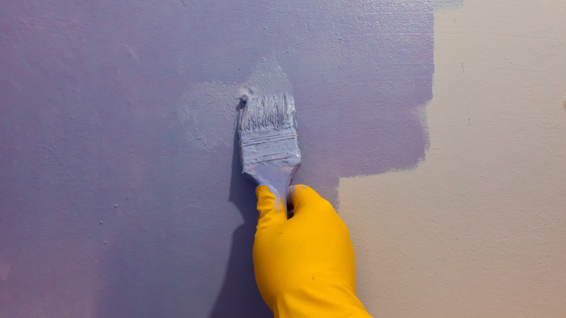 Yellow-gloved hand painting a wall with purple paint, leaving an uneven edge between purple and beige sections