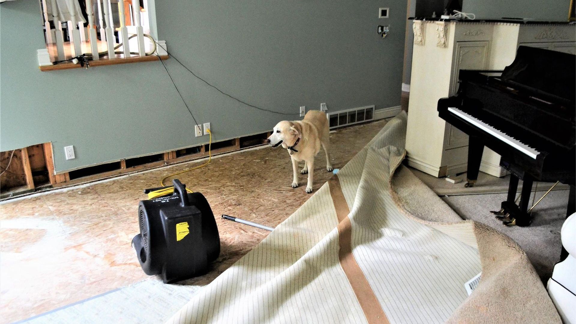 Dog standing on exposed floor, near a vacuum cleaner and a rolled-up carpet in a room with a piano.
