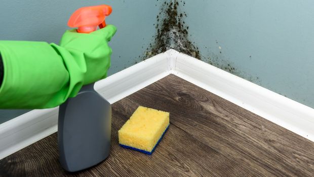 Hand in green glove sprays moldy wall corner. Cleaning supplies: spray bottle, sponge.