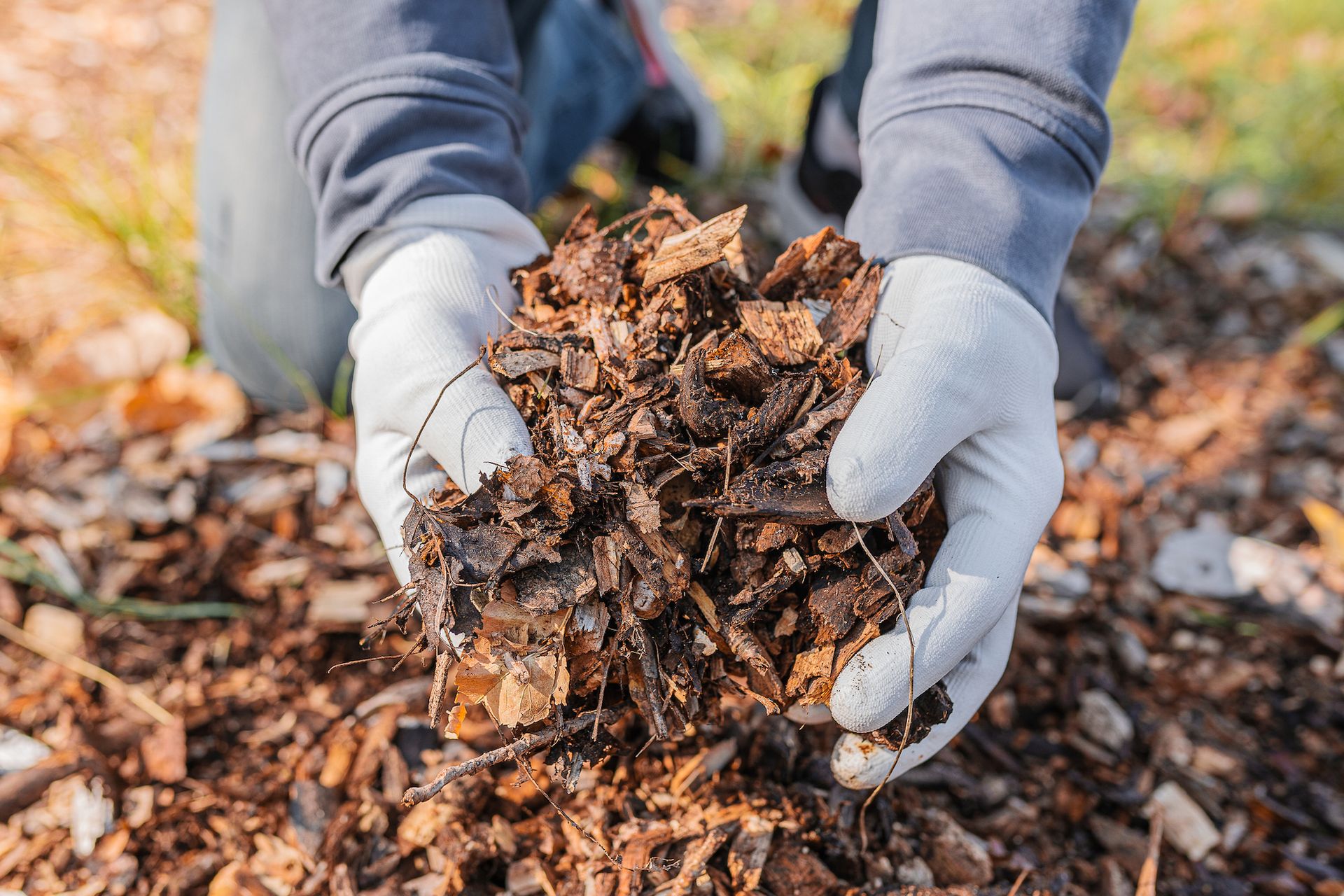 Hands in white gloves holding a pile of brown mulch over a garden bed.