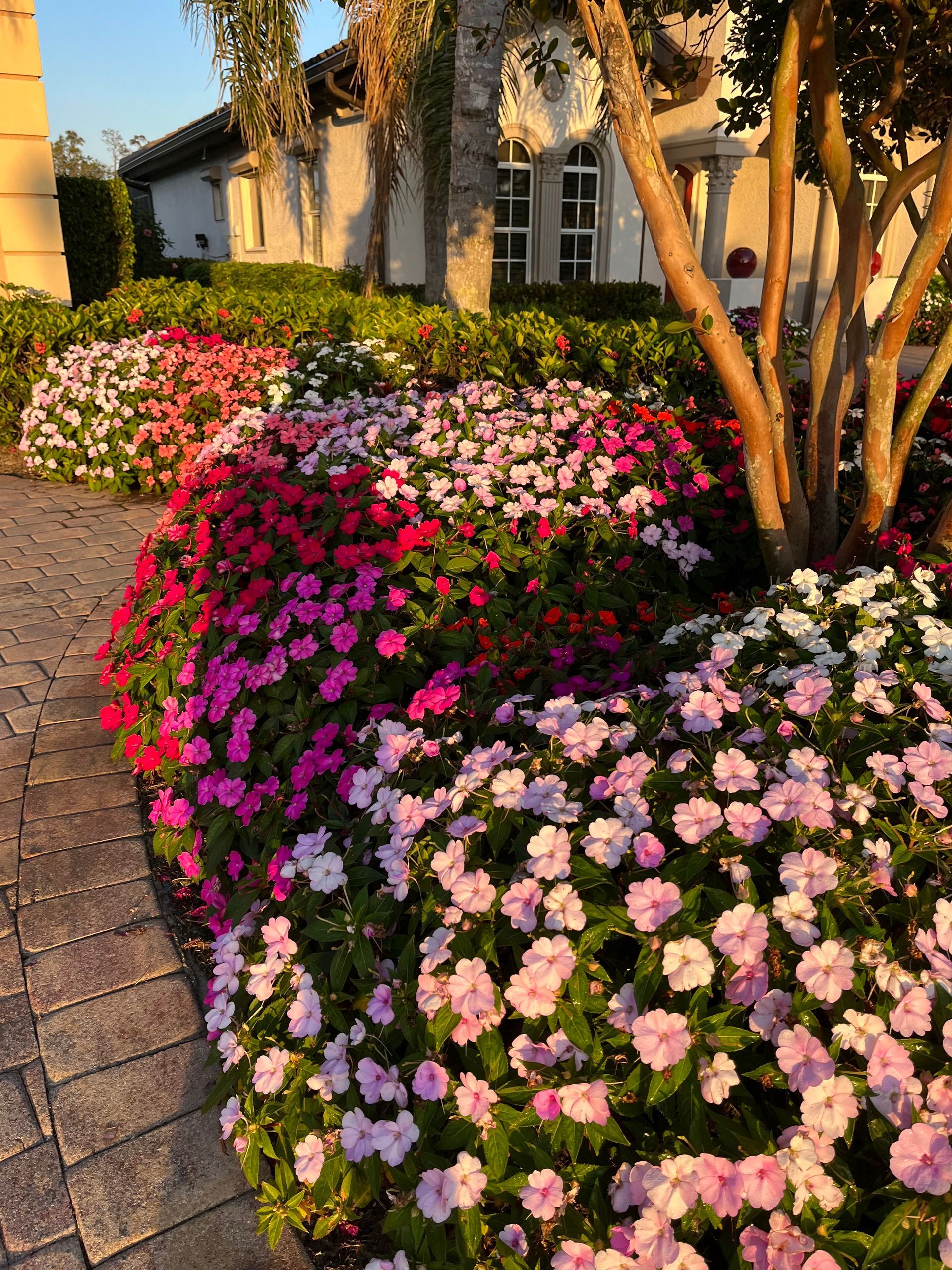Colorful flowers bloom in a garden bed next to a brick walkway, with a building in the background.