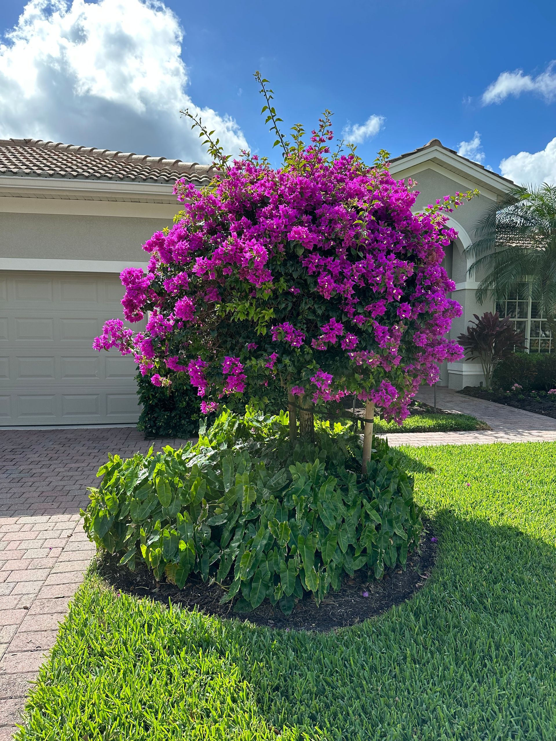 Purple bougainvillea tree blooming in front of a house, surrounded by lush green shrubs and grass.