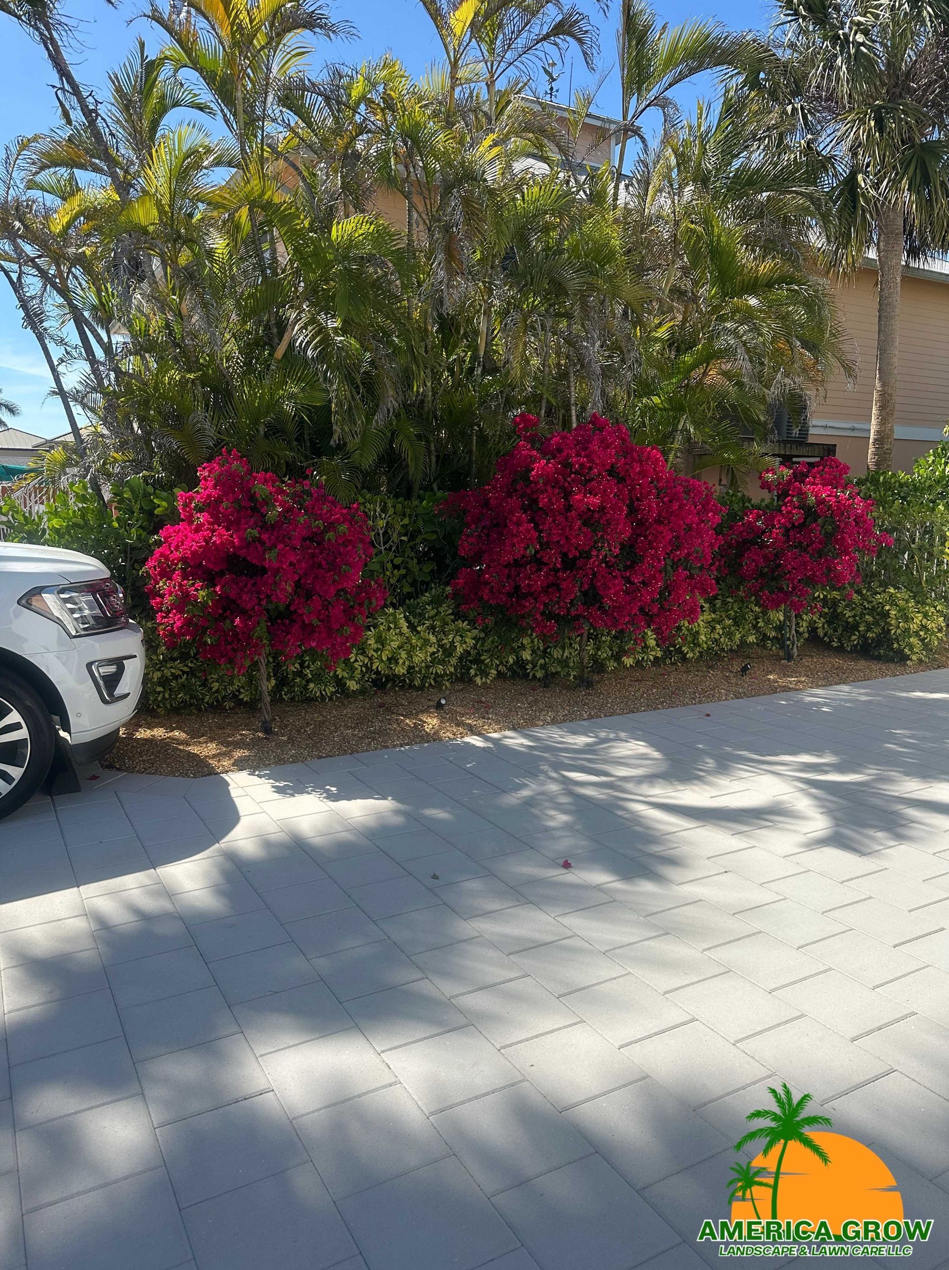 Pink flowering bushes in front of green foliage and a white car on a paved area.
