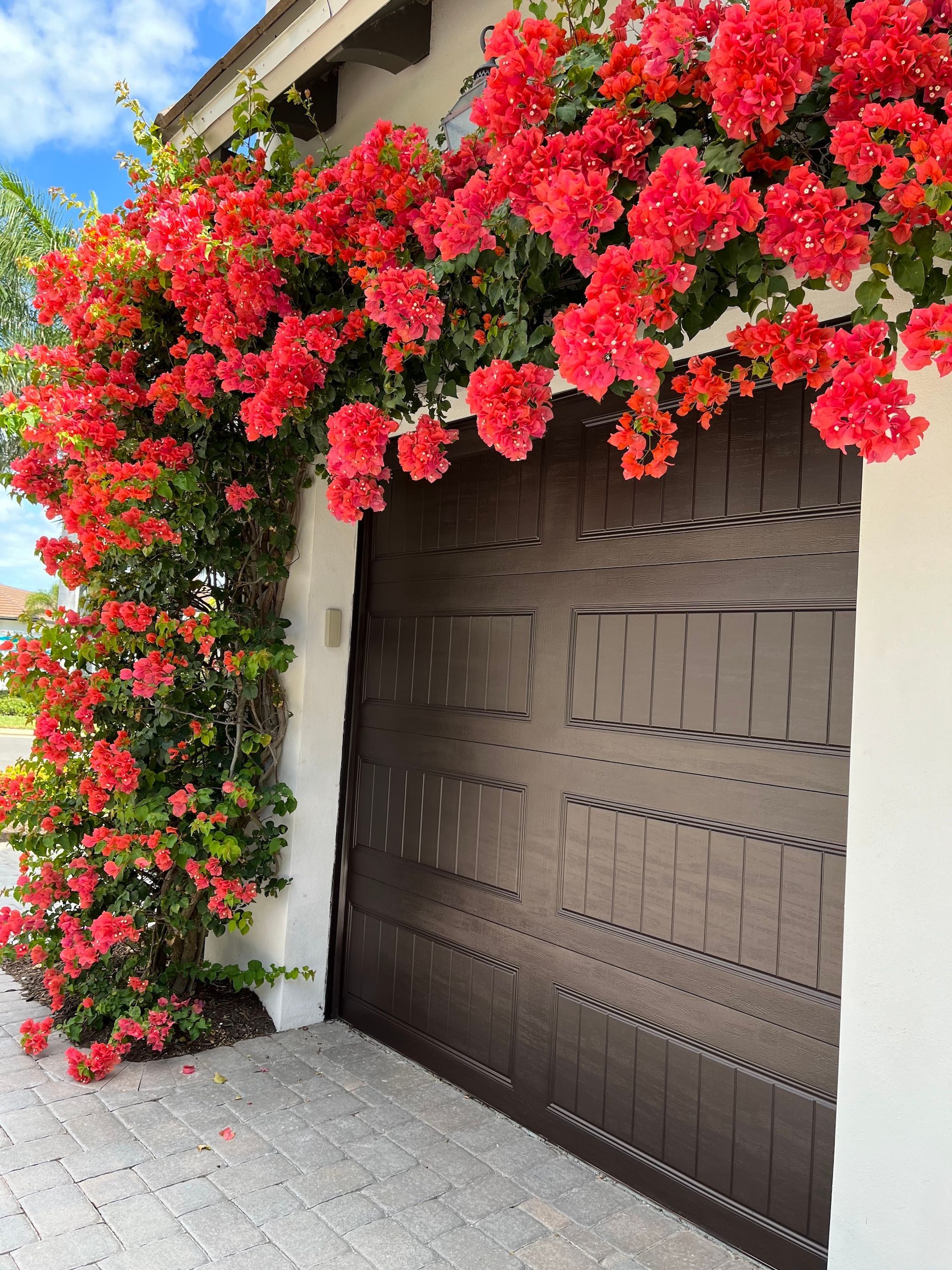 Red bougainvillea blooms cascade over a brown garage door and white stucco wall.