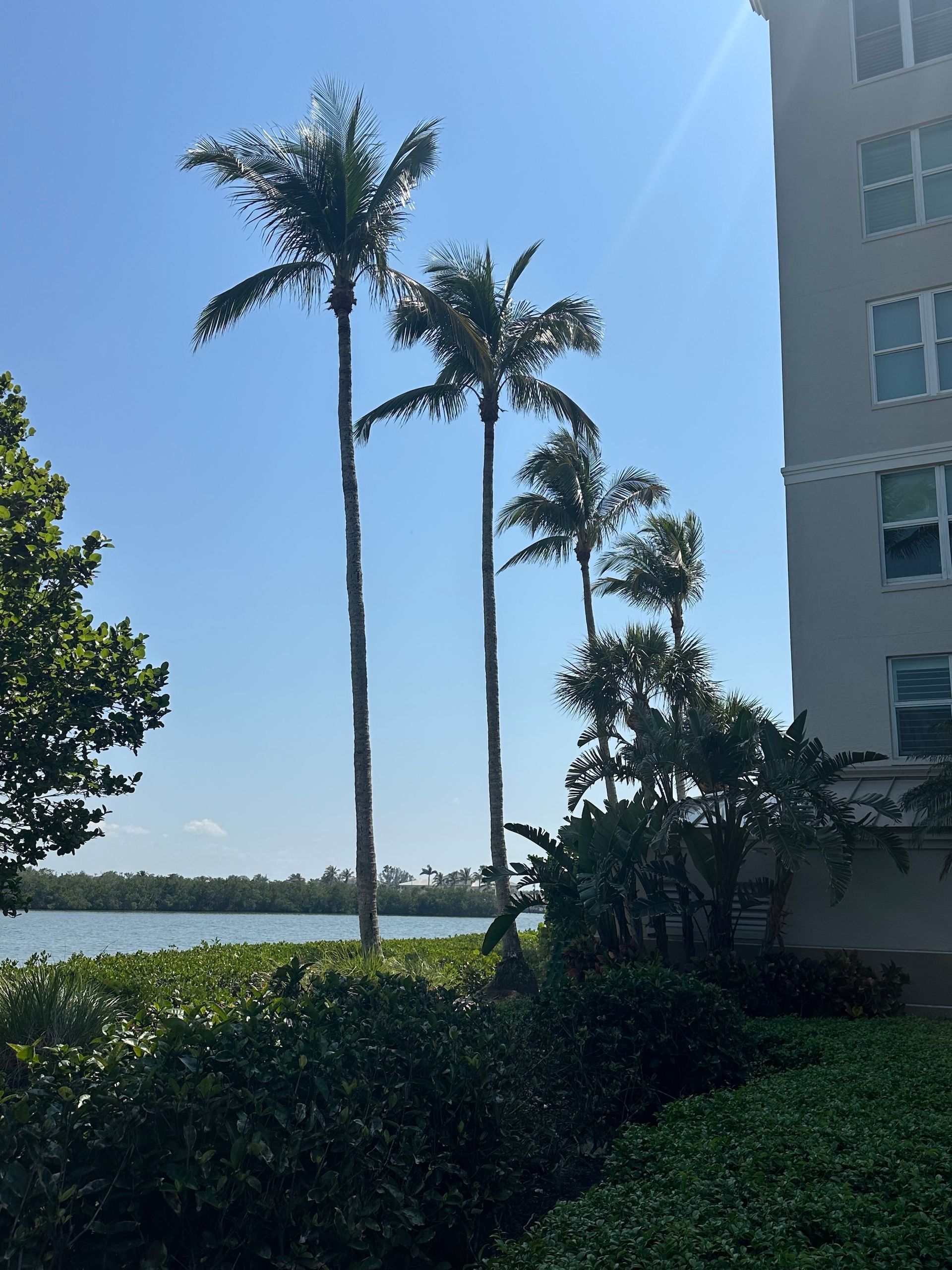 Tall palm trees line a green lawn next to a body of water and a beige building under a blue sky.