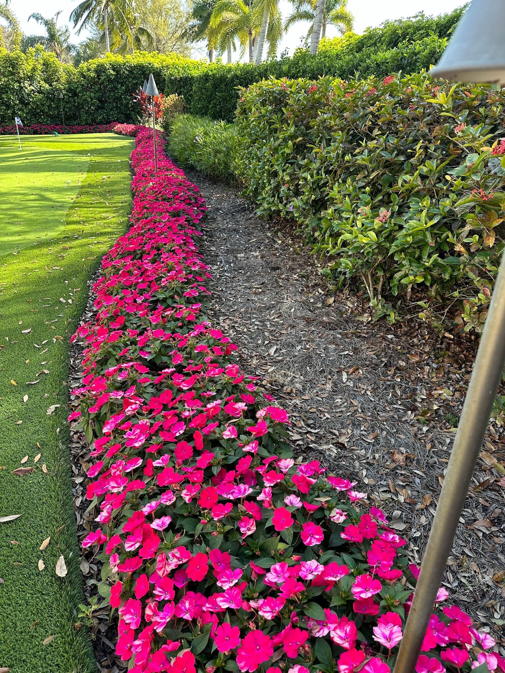 Pink flowers in a long bed border a green lawn and a gravel path, with hedges in the background.