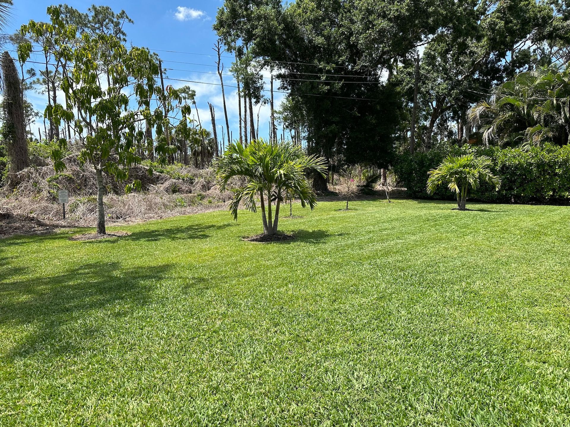 Lush green lawn with small palm trees, and forest background under a blue sky.