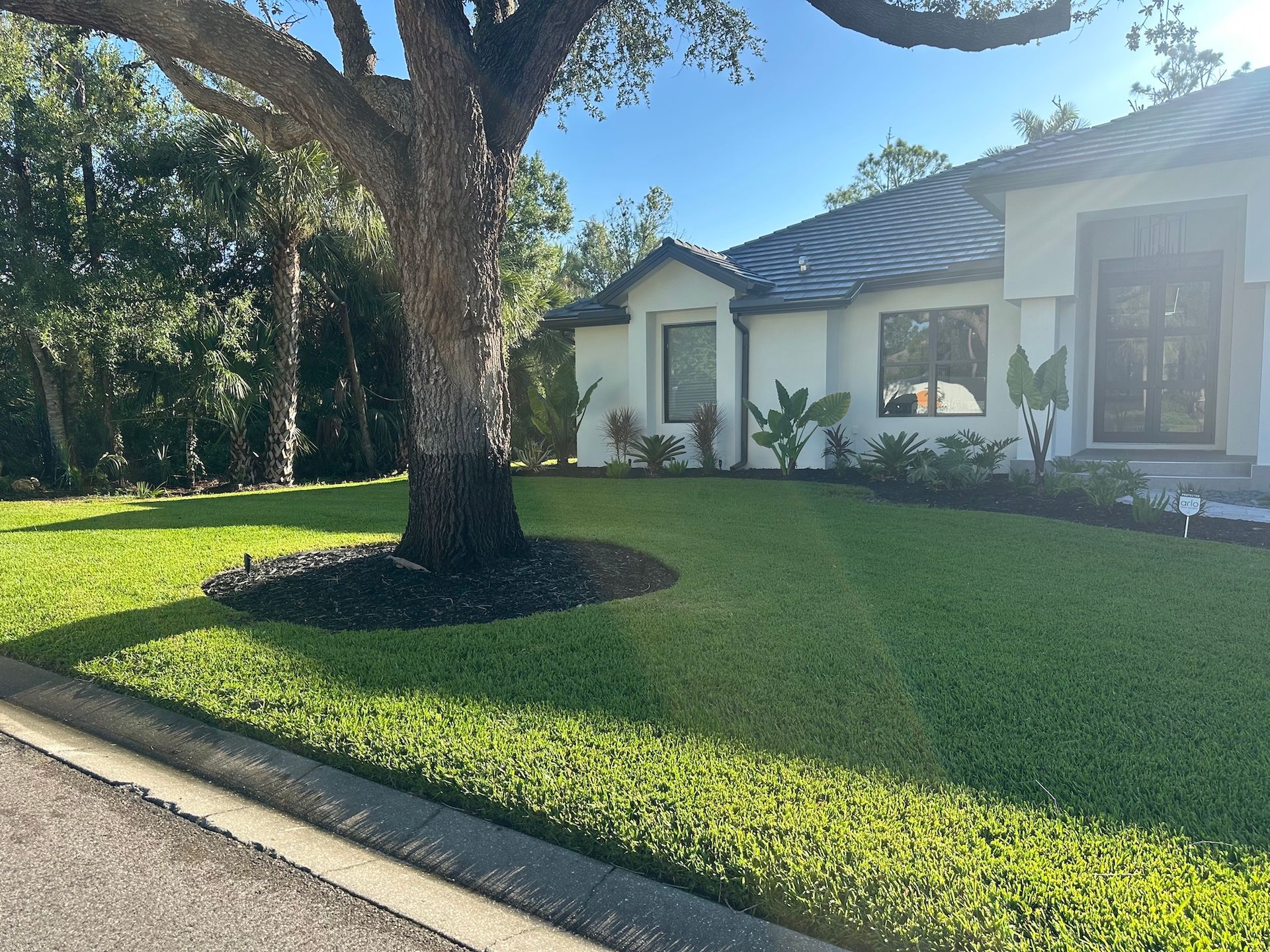 Lush green lawn with a tree and a white house, on a sunny day.