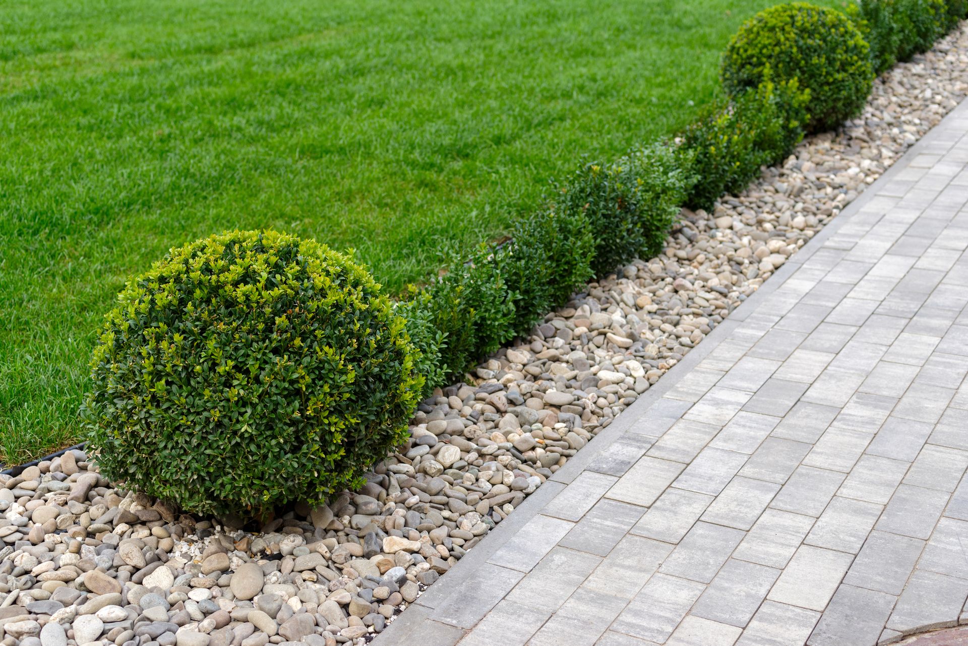 Green lawn, hedge of rounded shrubs, and gray stone walkway separated by gravel.