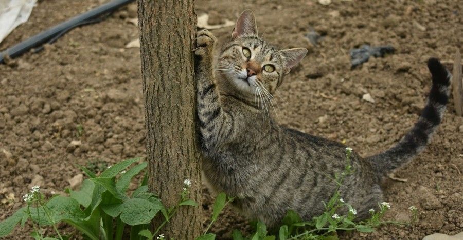 cat scratching a tree