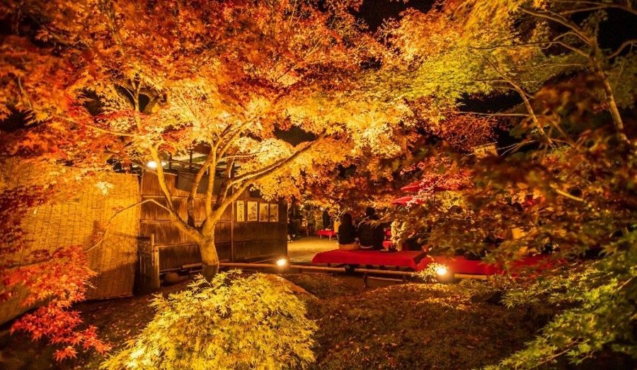 Japanese autumn trees glowing with warm lights beside a red car at night on a quiet road