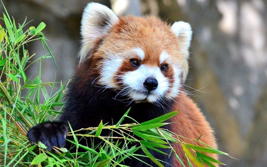 A red panda is eating bamboo leaves from a tree.