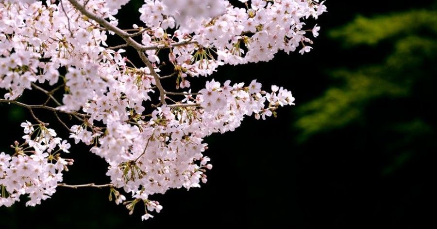 A close up of a cherry blossom tree with a black background.