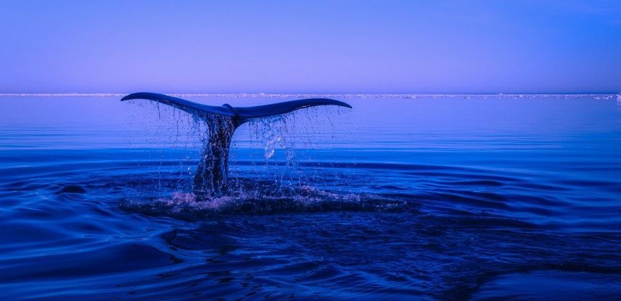 The tail of a humpback whale is splashing in the ocean.