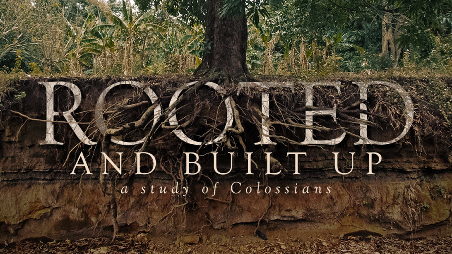 A picture of a tree and its roots, with the text Rooted and Built up, a study of Colossians on it