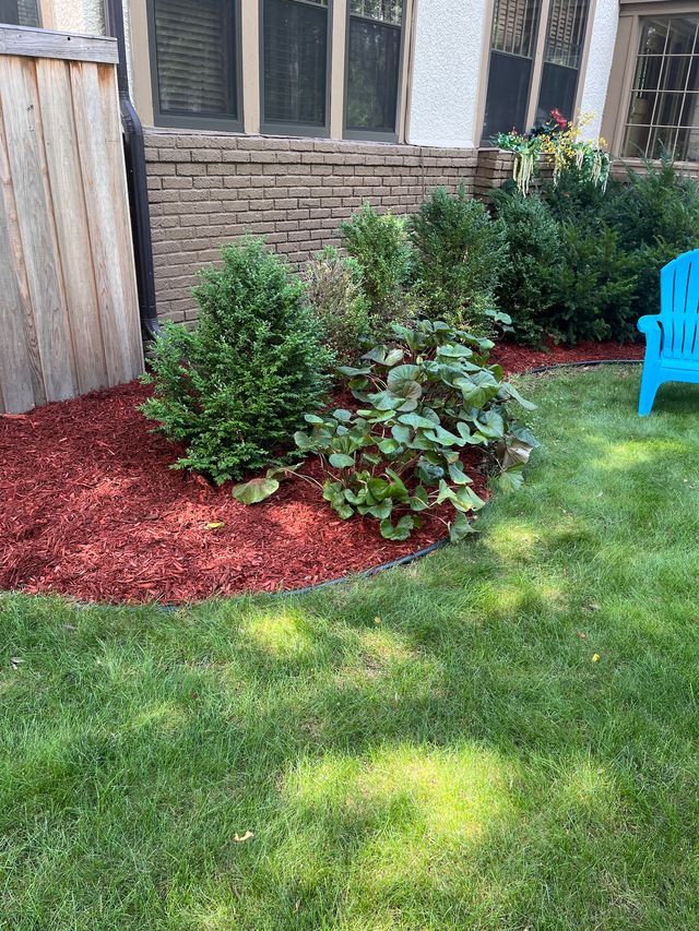 Backyard garden bed with evergreen shrubs, red mulch, grass, and a blue chair by a house wall