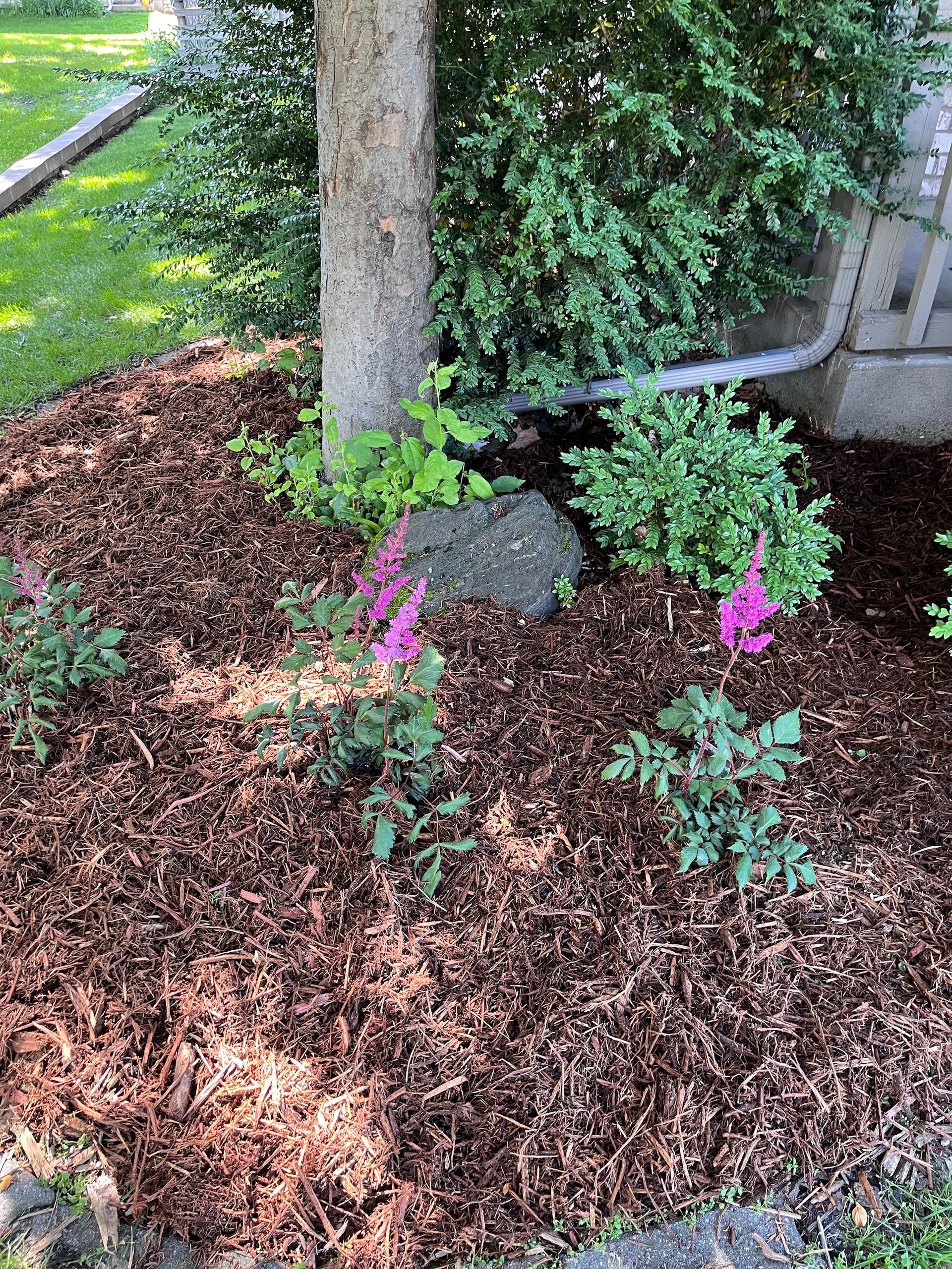 Flowerbed with mulch around a tree, featuring pink flowers and green plants beside a fence.