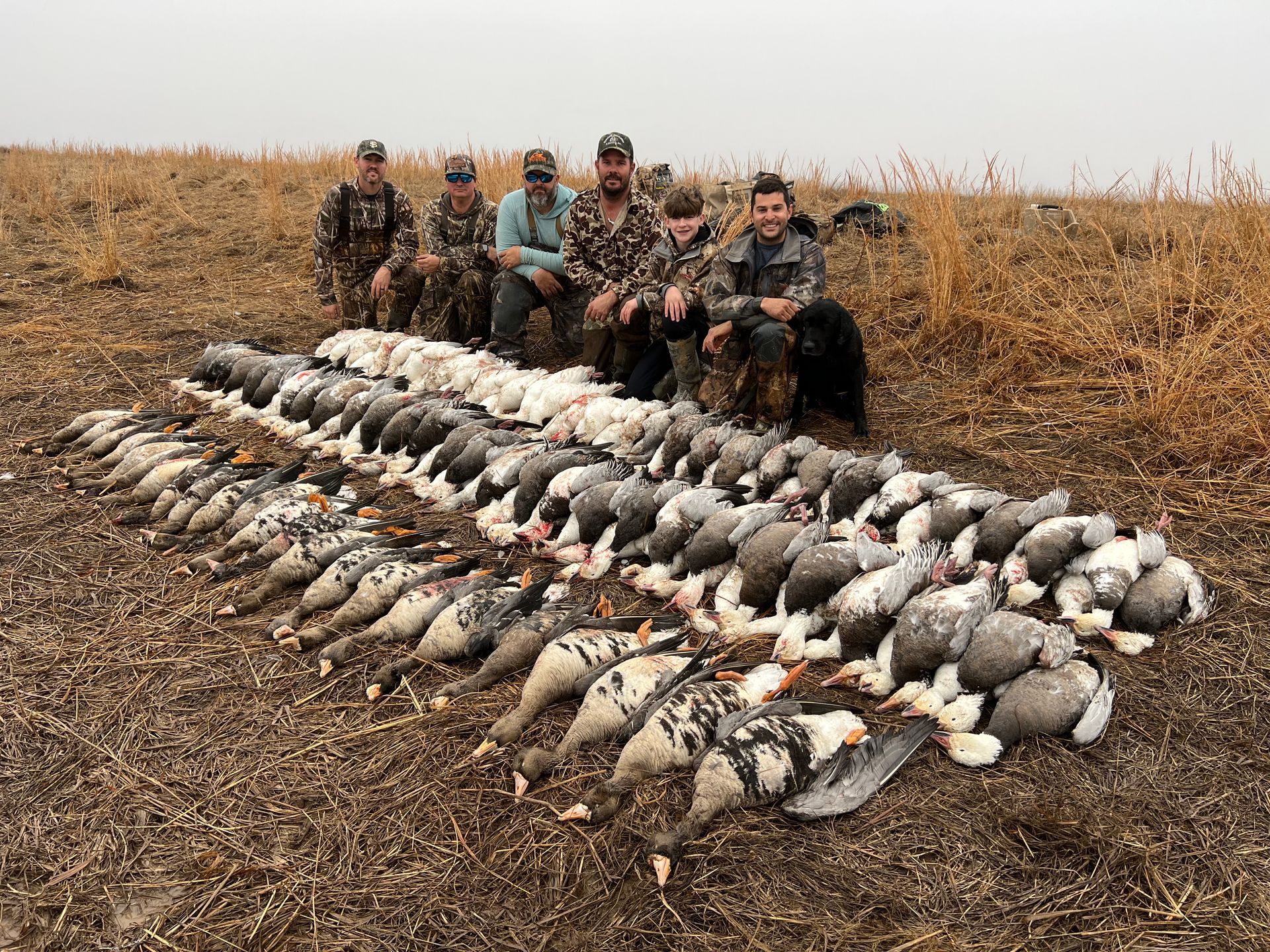 hunt geese in AR